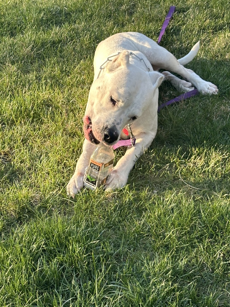Tori, a Adoptable Dogo Argentino in Springfield, VA image 2/2