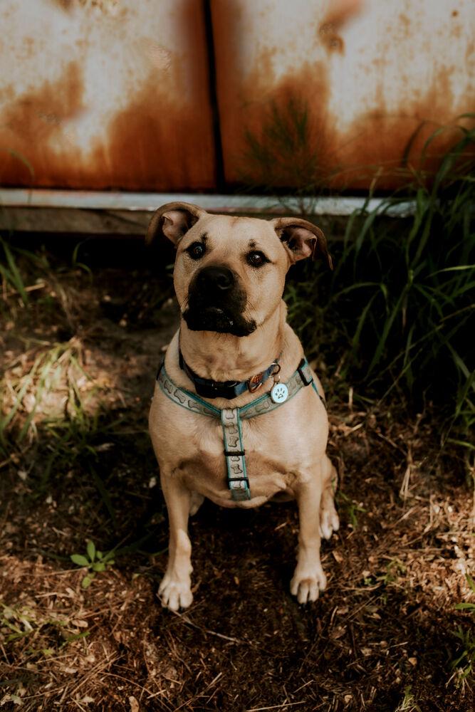 Bodhi, Adoptable, Young Male Black Mouth Cur & Labrador Retriever.