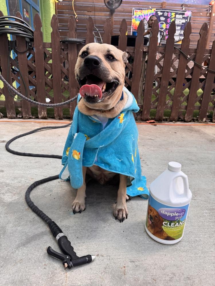 Enlarge Bodhi, a Adoptable mixed breed in St. Petersburg, FL image 2/6