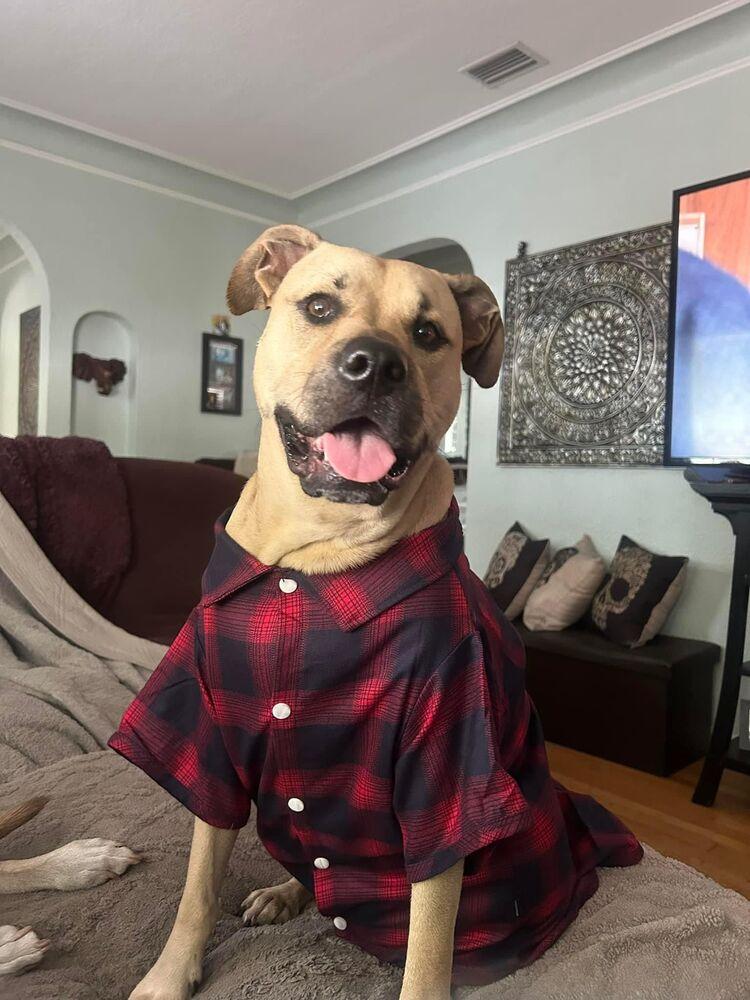 Enlarge Bodhi, a Adoptable mixed breed in St. Petersburg, FL image 5/6