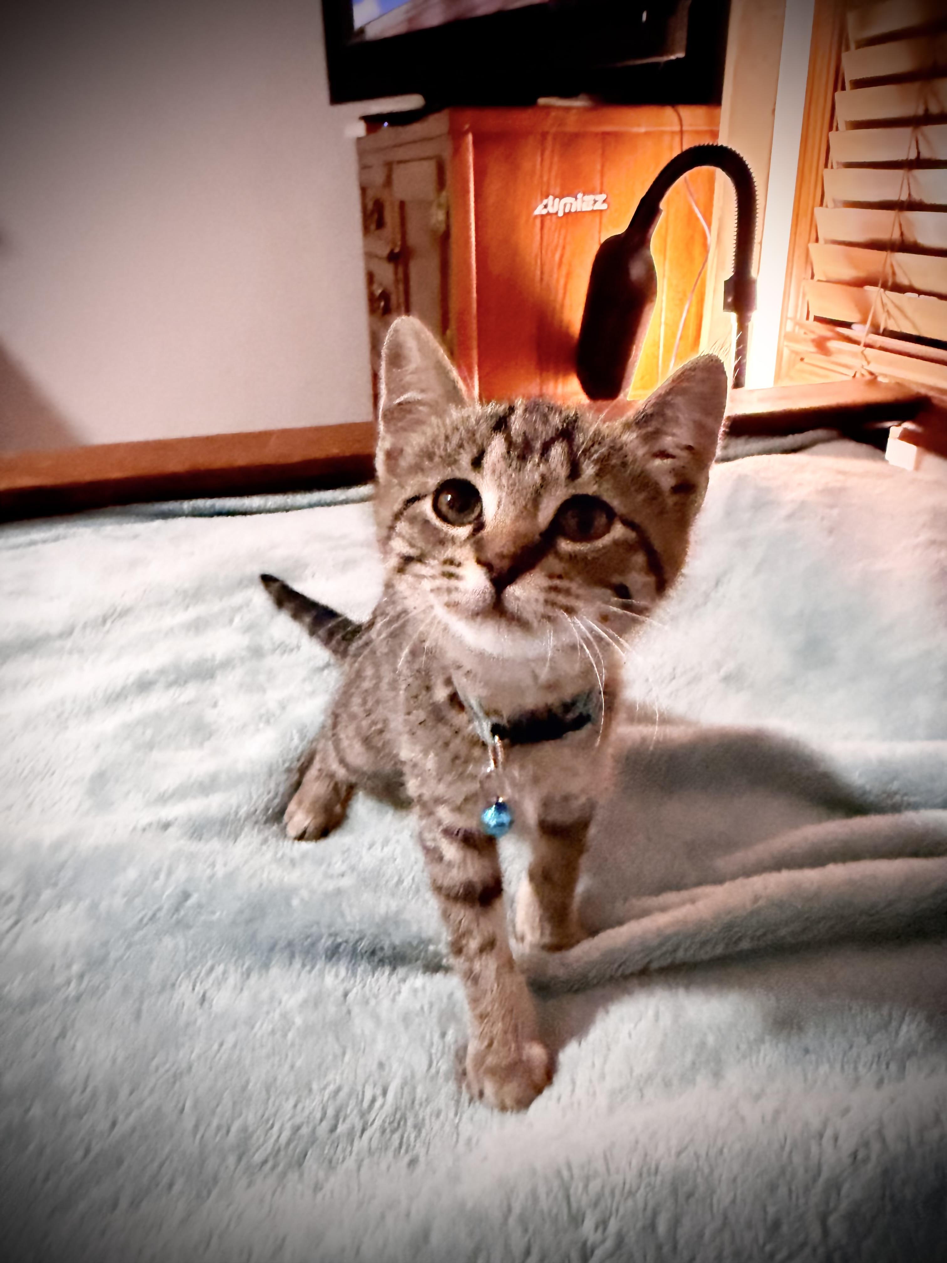 Enlarge Aunt May, a ADOPTABLE Tabby in GALESVILLE, WI image 2/6