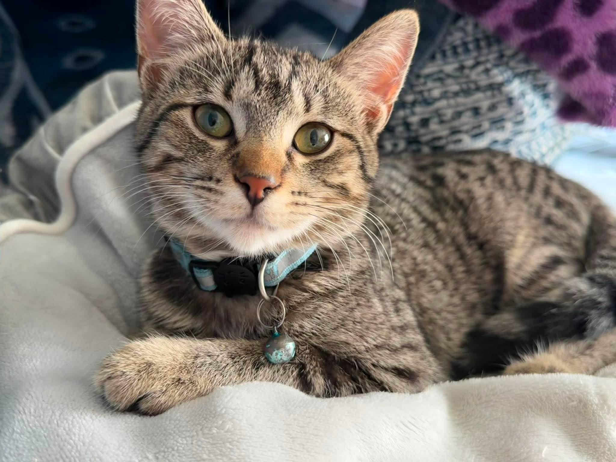 Aunt May, Adoptable, Kitten Female Domestic Short Hair.