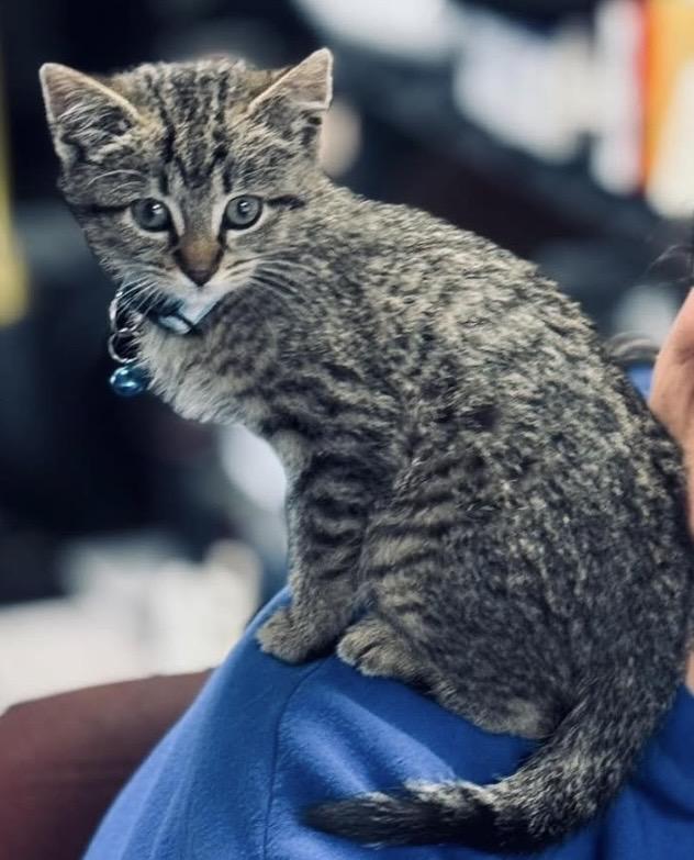 Enlarge Aunt May, a ADOPTABLE Tabby in GALESVILLE, WI image 4/6