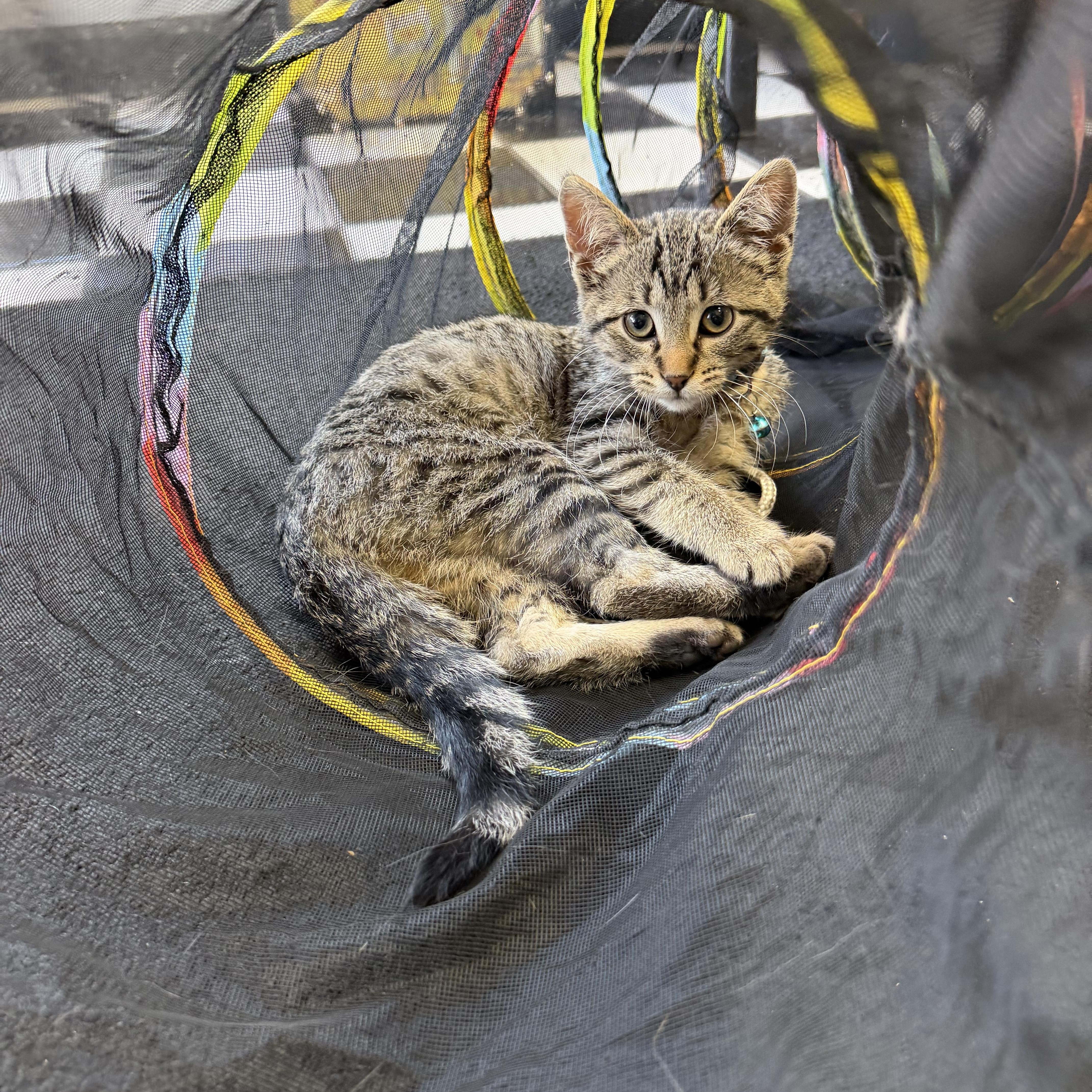Enlarge Aunt May, a Adoptable Domestic Short Hair in GALESVILLE, WI image 5/6
