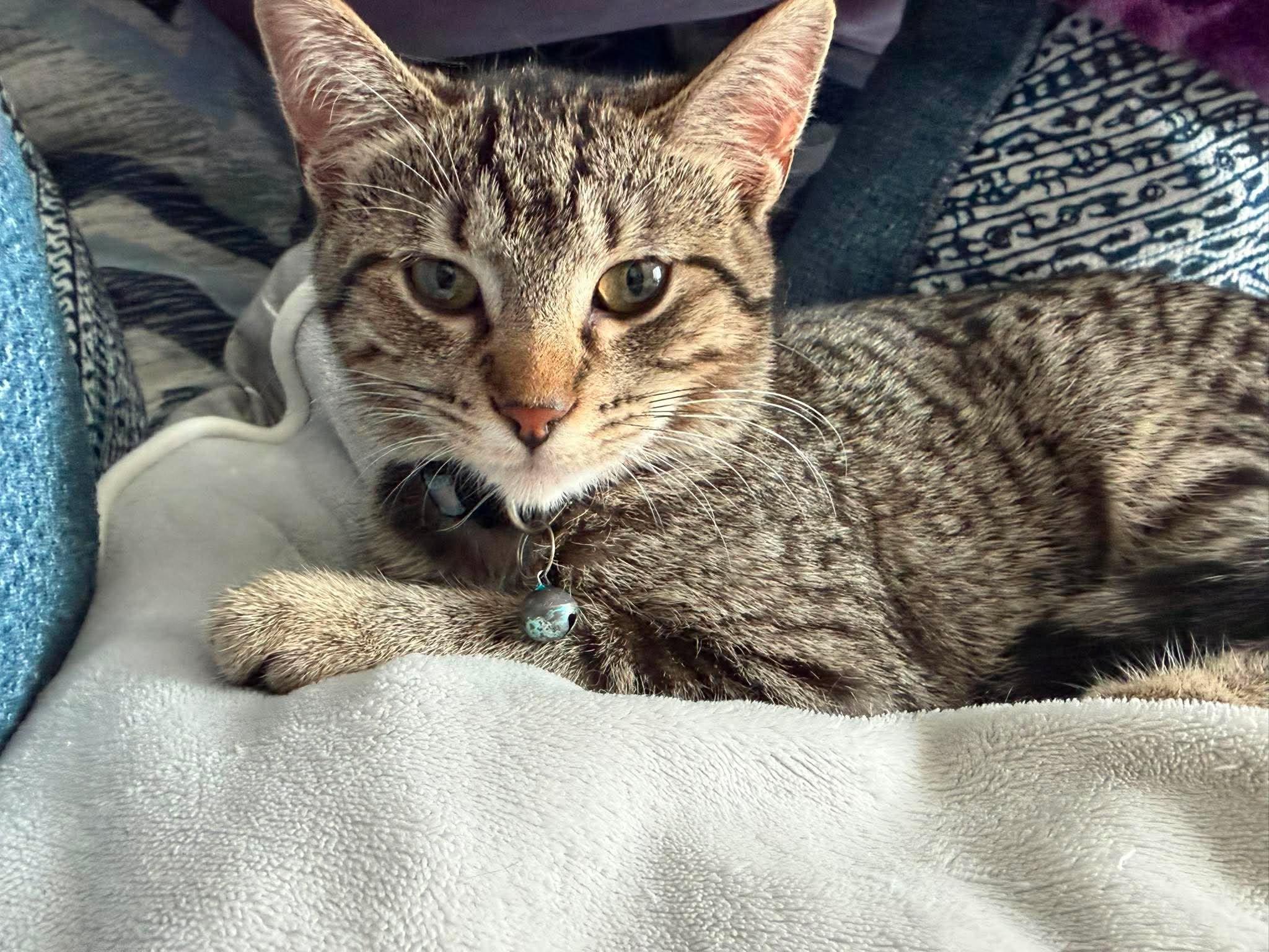 Enlarge Aunt May, a Adoptable Domestic Short Hair in GALESVILLE, WI image 3/6