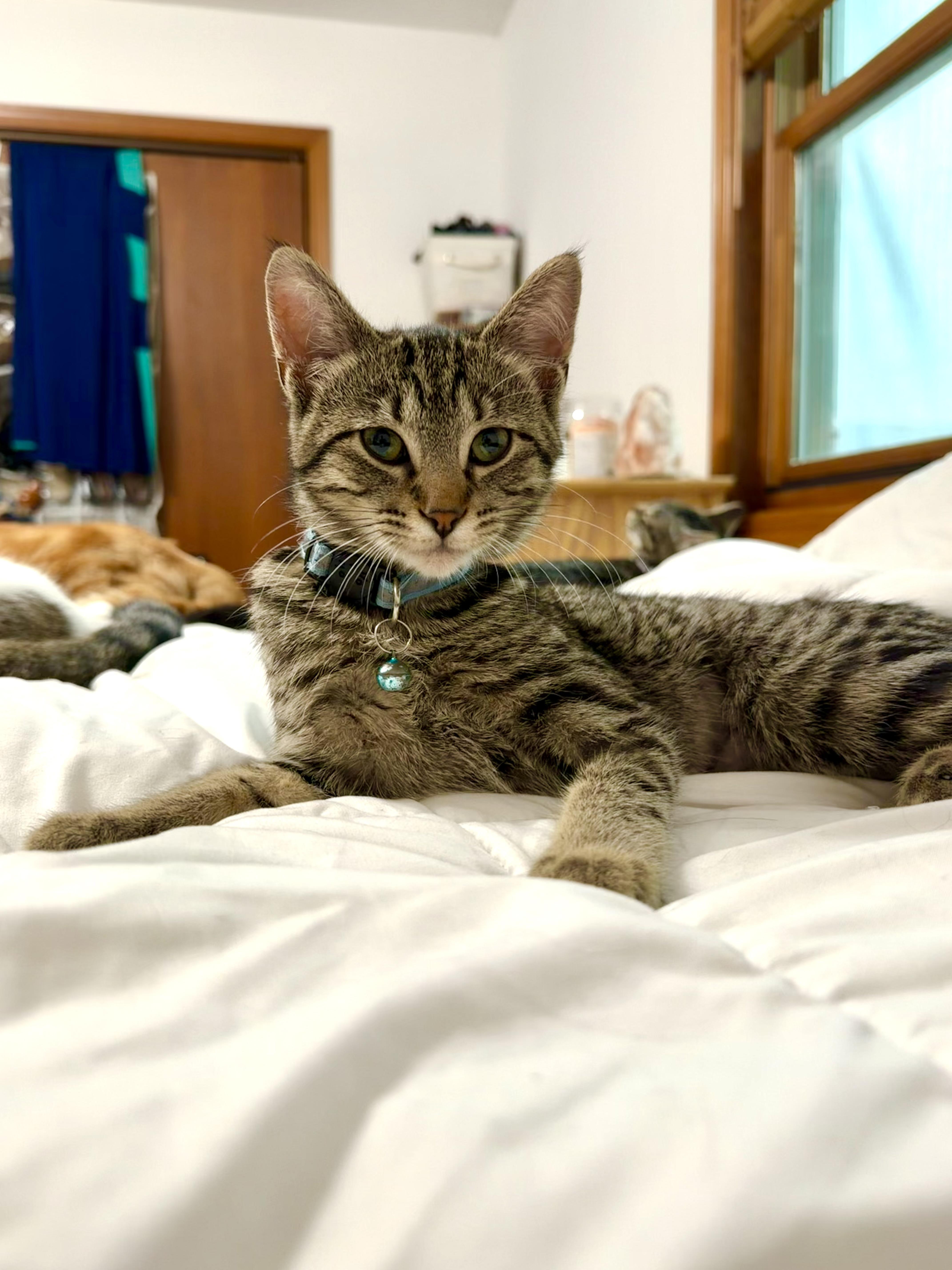 Enlarge Aunt May, a Adoptable Domestic Short Hair in GALESVILLE, WI image 6/6