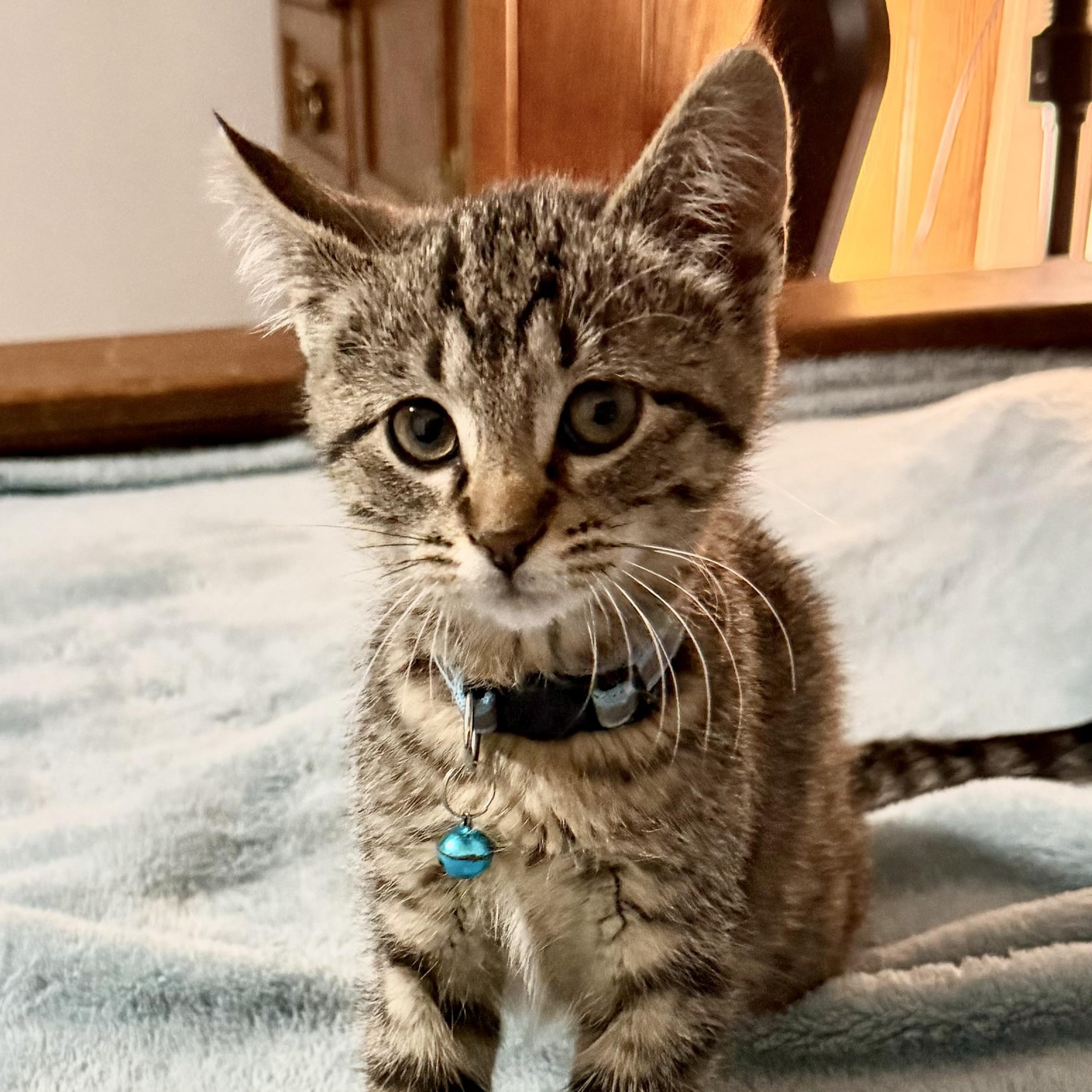 Aunt May, ADOPTABLE, Kitten Female Tabby.