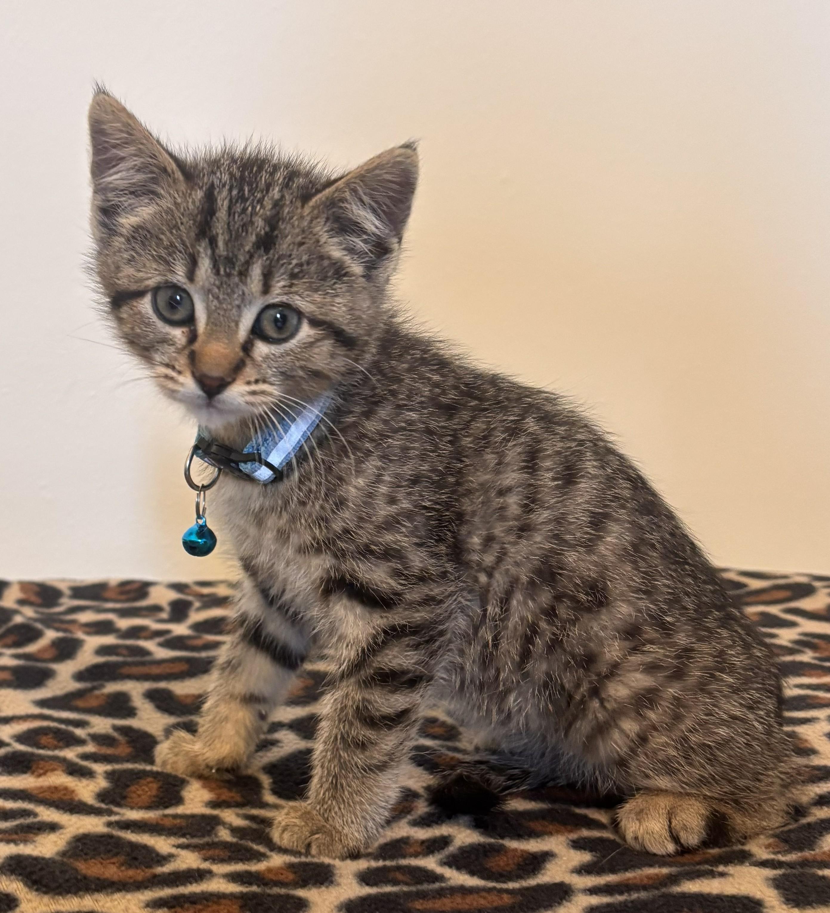 Enlarge Aunt May, a ADOPTABLE Tabby in GALESVILLE, WI image 3/6