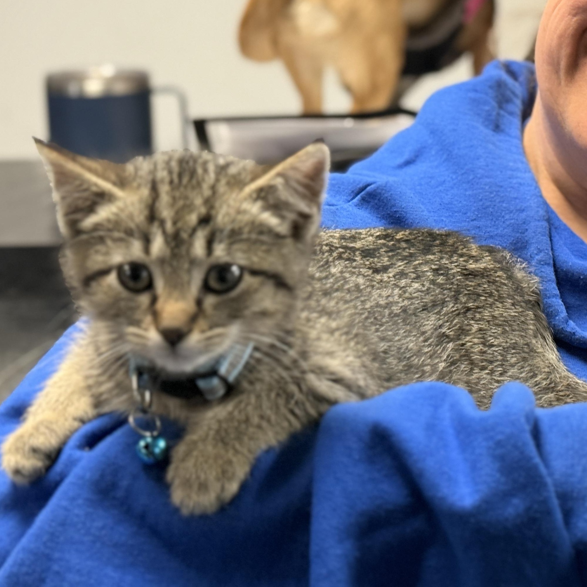 Enlarge Aunt May, a ADOPTABLE Tabby in GALESVILLE, WI image 5/6