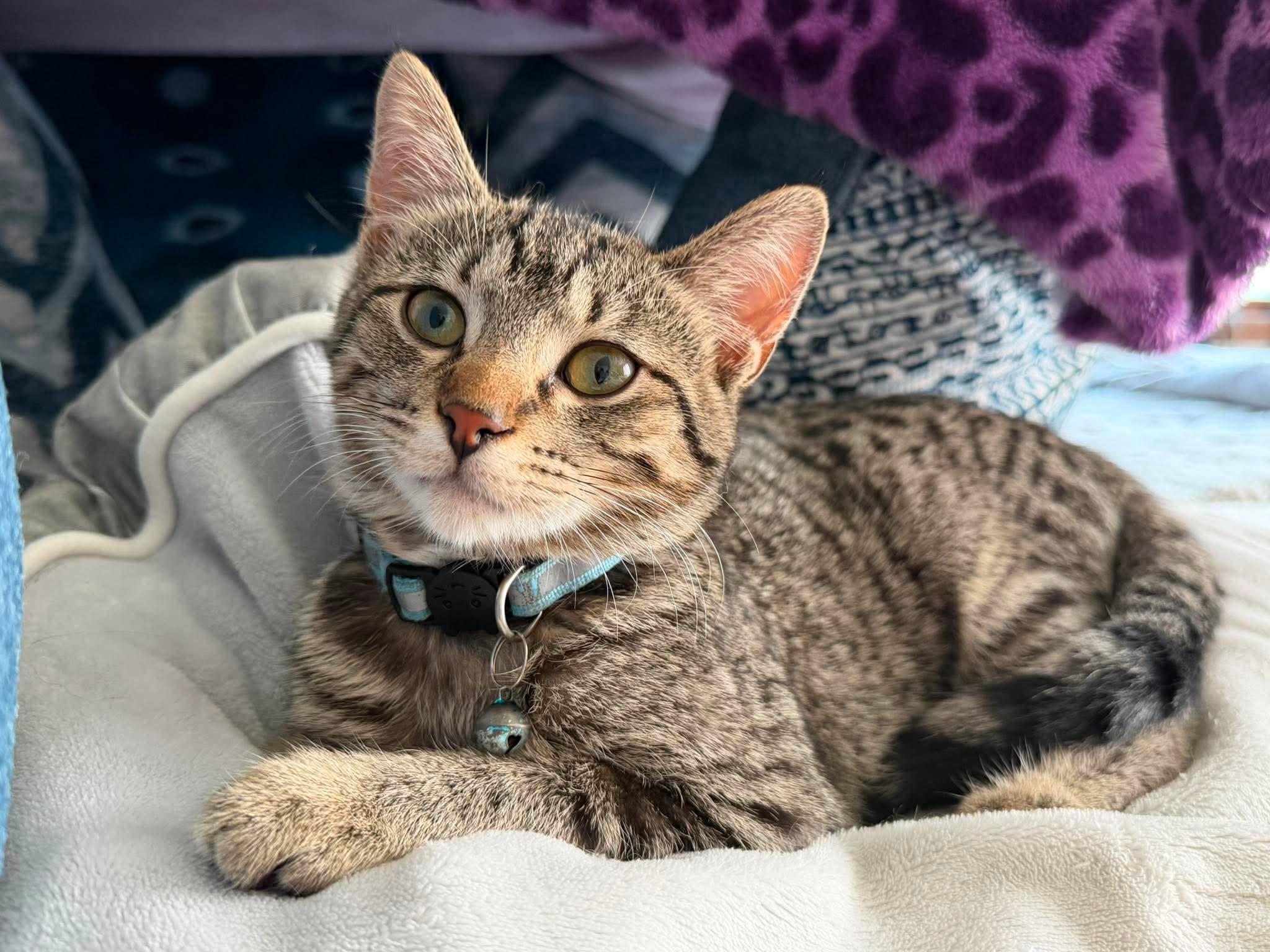 Enlarge Aunt May, a Adoptable Domestic Short Hair in GALESVILLE, WI image 2/6