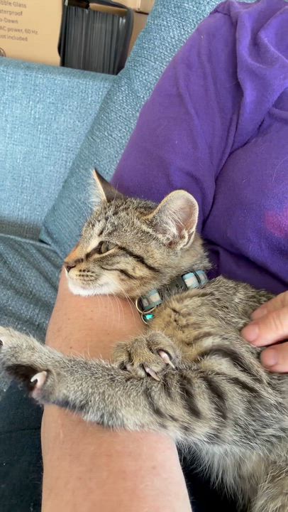 Enlarge Aunt May, a ADOPTABLE Tabby in GALESVILLE, WI video 6/6