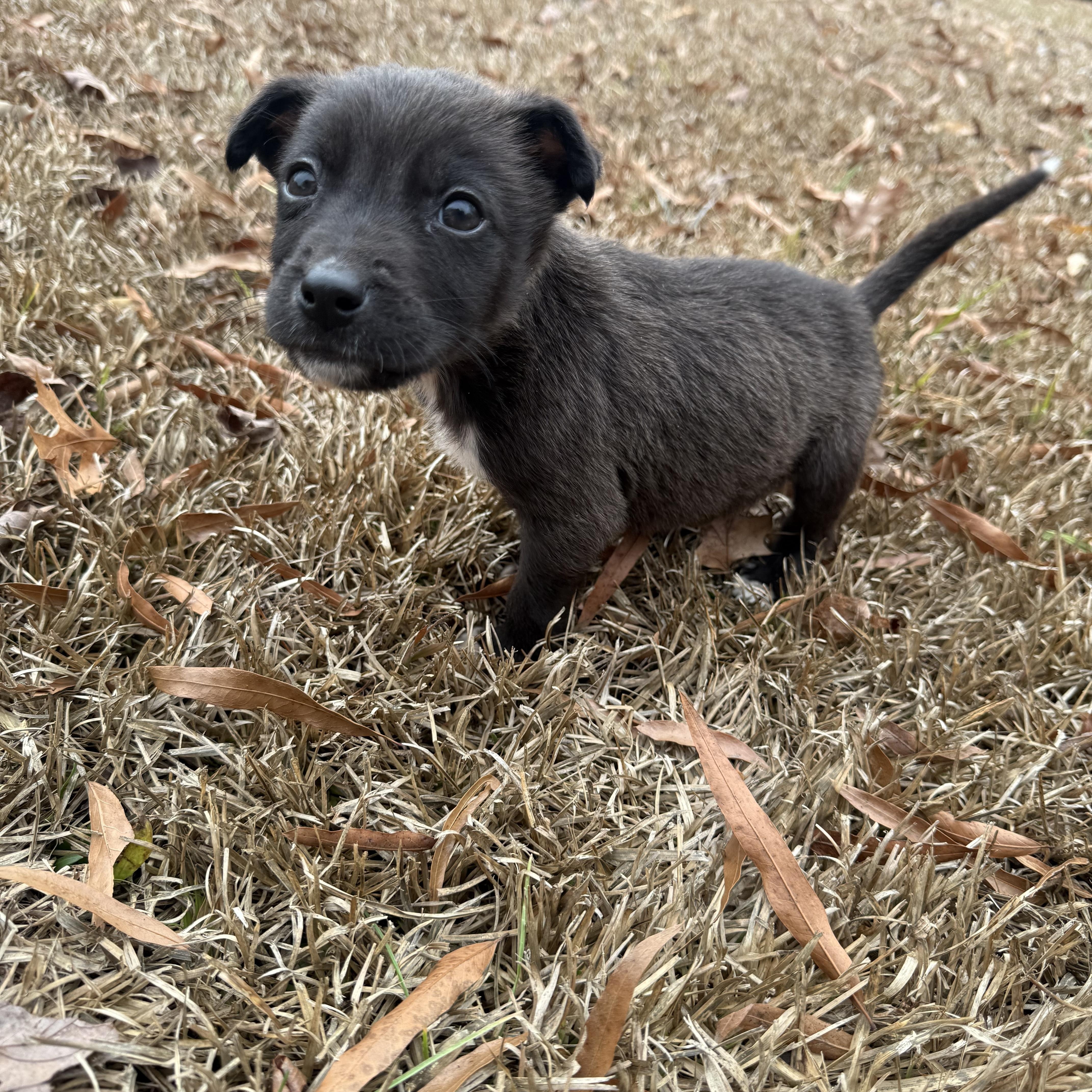 Enlarge Sunny, a ADOPTABLE mixed breed in Charlotte, NC image 4/4