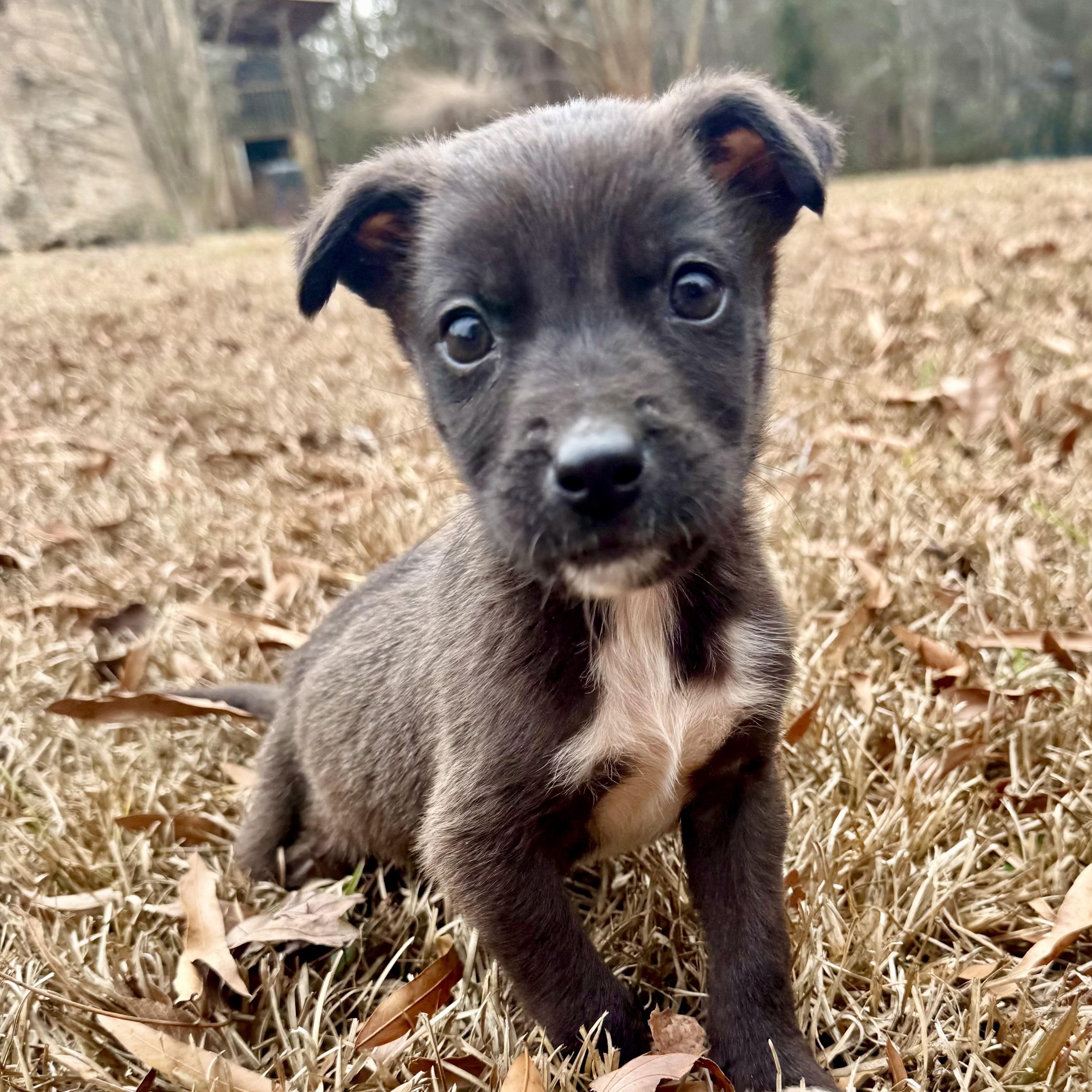 Enlarge Sunny, a ADOPTABLE mixed breed in Charlotte, NC image 3/4
