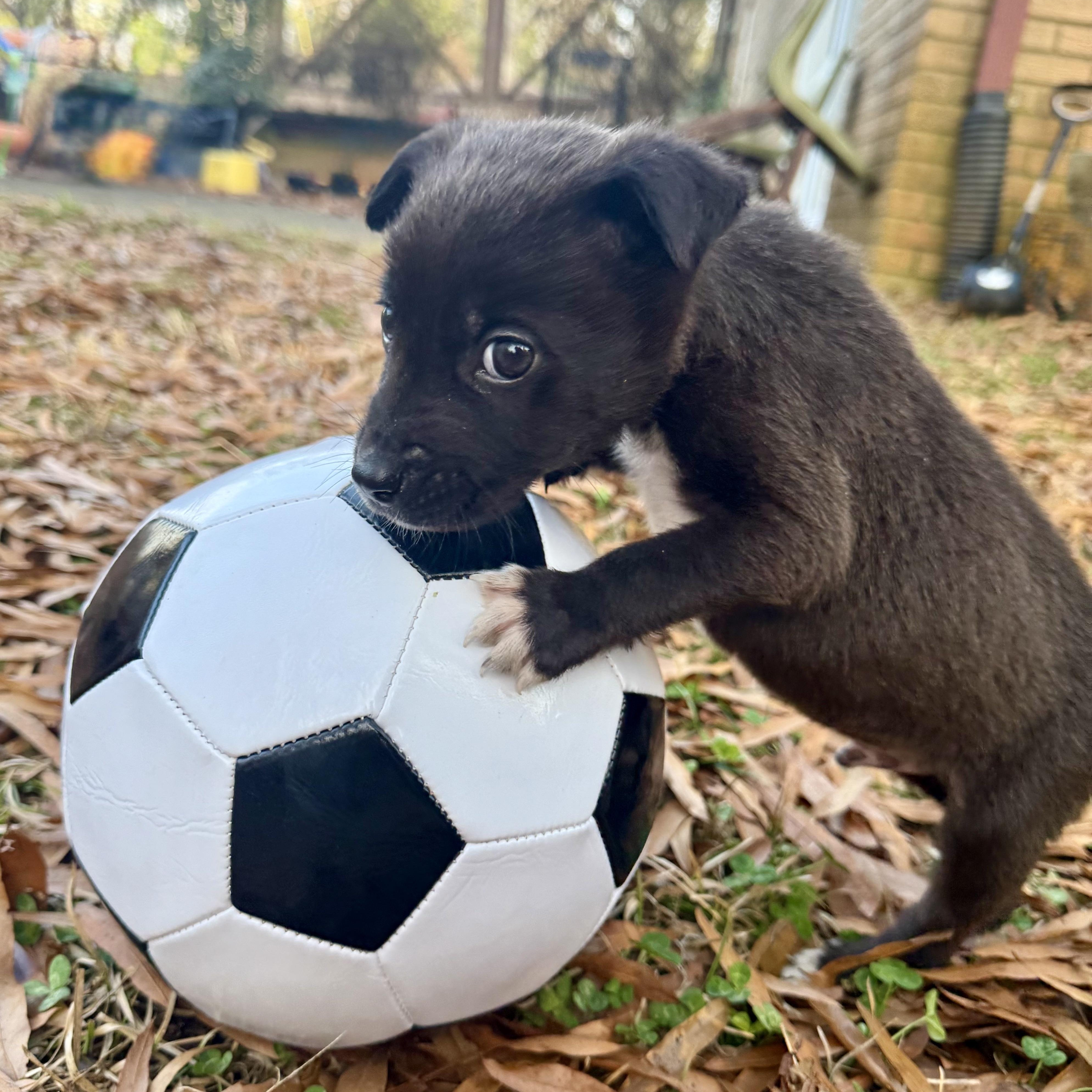 Enlarge Sunny, a ADOPTABLE mixed breed in Charlotte, NC image 1/4