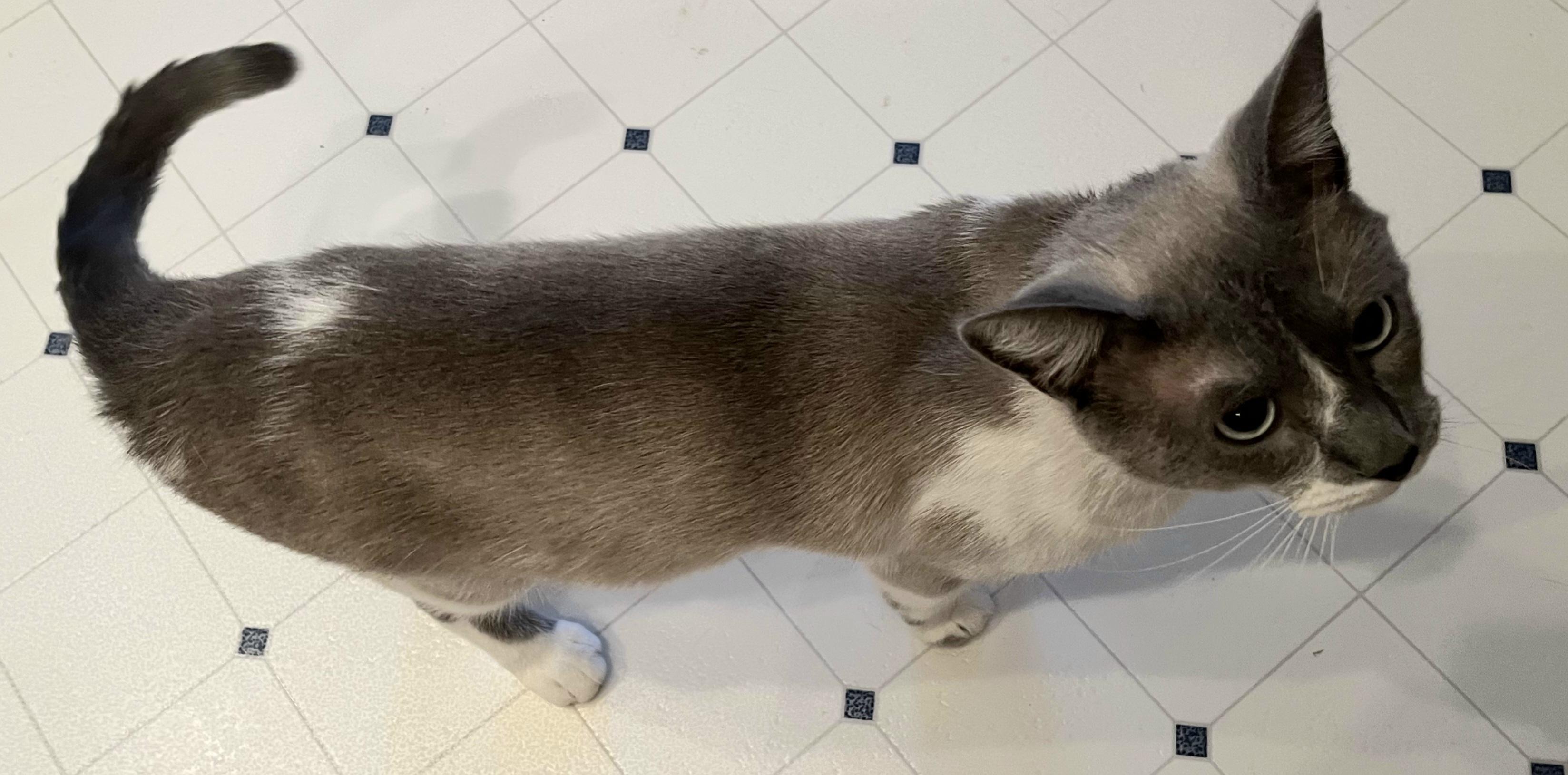 Enlarge DUDE, a ADOPTABLE Siamese in Elgin, SC image 4/6