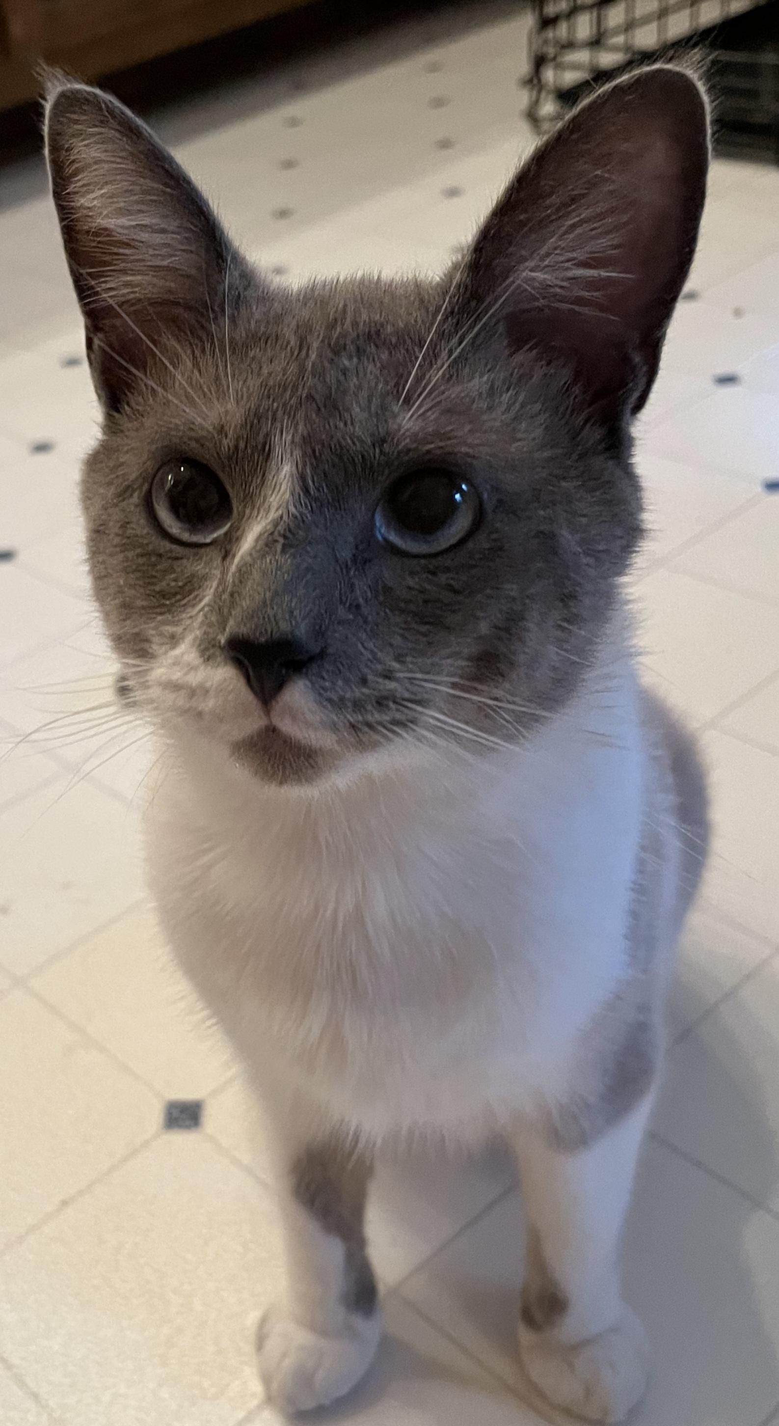 Enlarge DUDE, a ADOPTABLE Siamese in Elgin, SC image 5/6