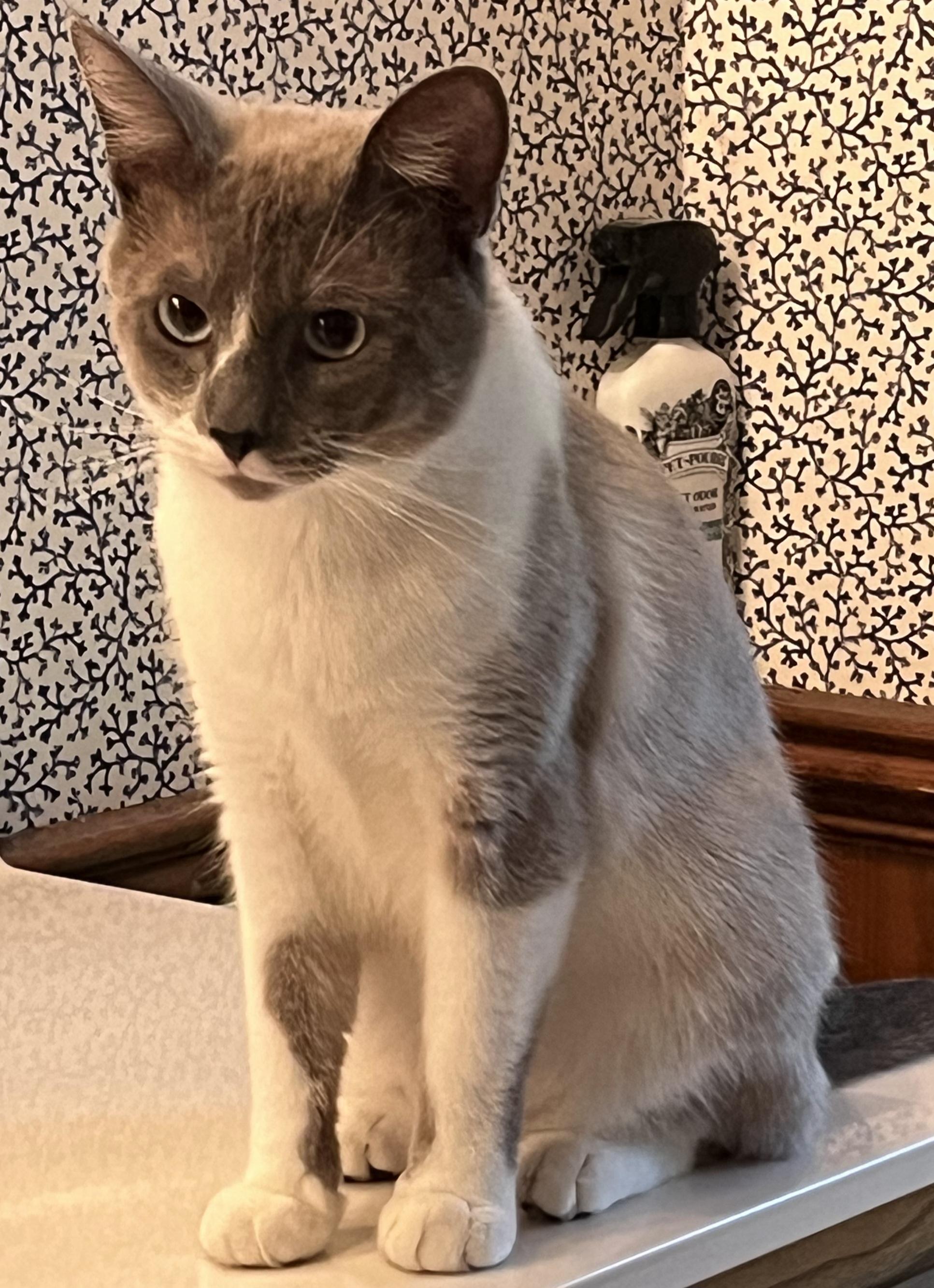 Enlarge DUDE, a ADOPTABLE Siamese in Elgin, SC image 2/6