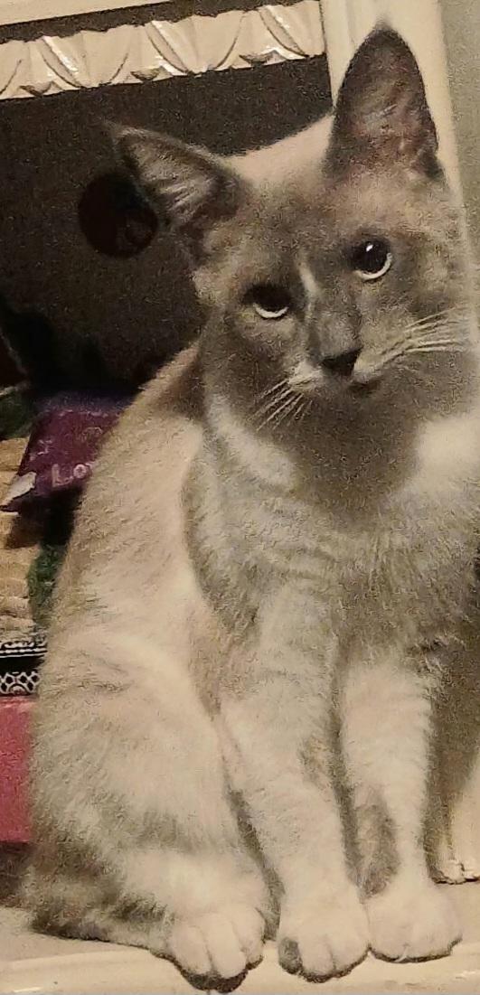 Enlarge DUDE, a ADOPTABLE Siamese in Elgin, SC image 3/6