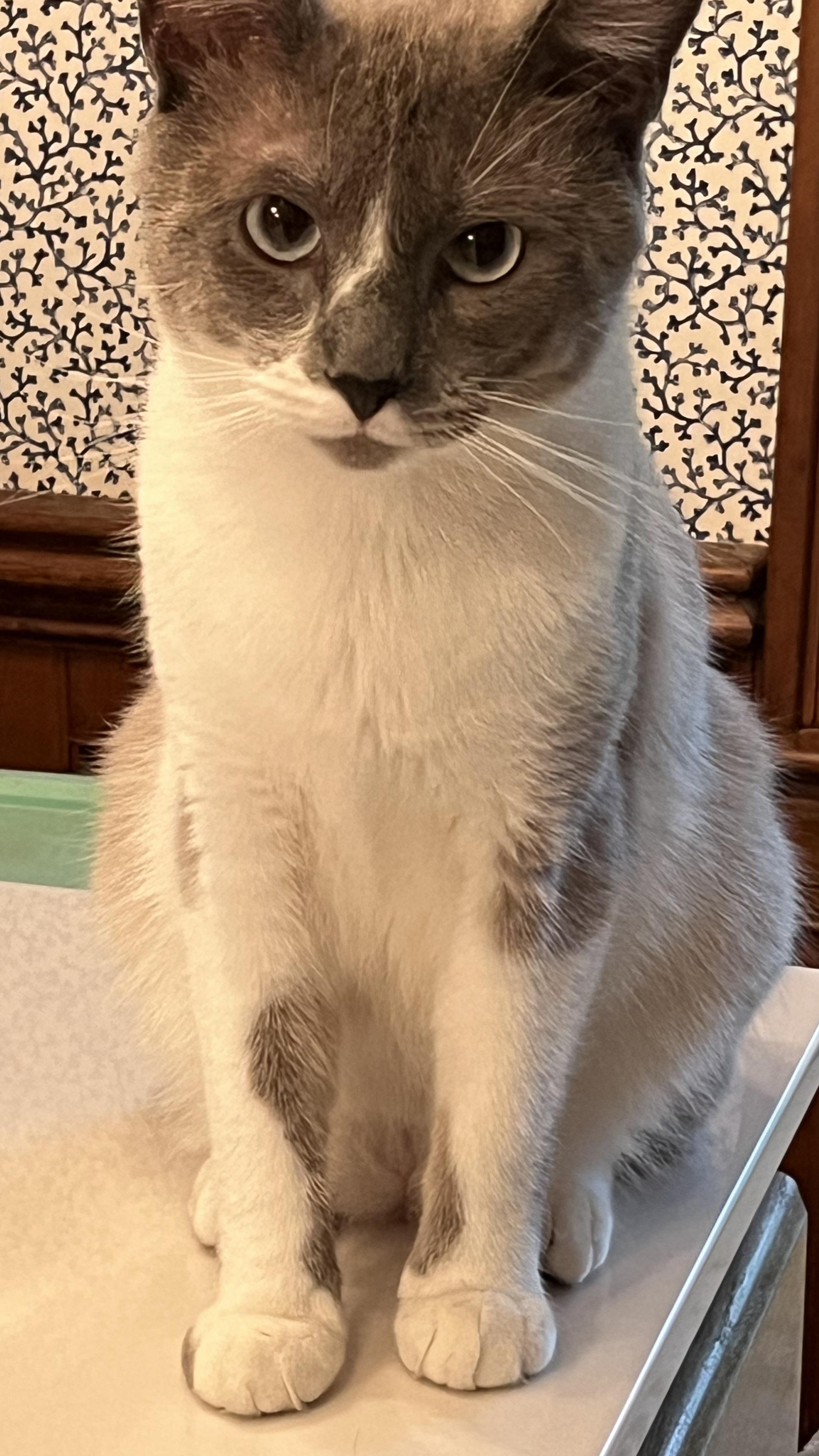 Enlarge DUDE, a ADOPTABLE Siamese in Elgin, SC image 1/6