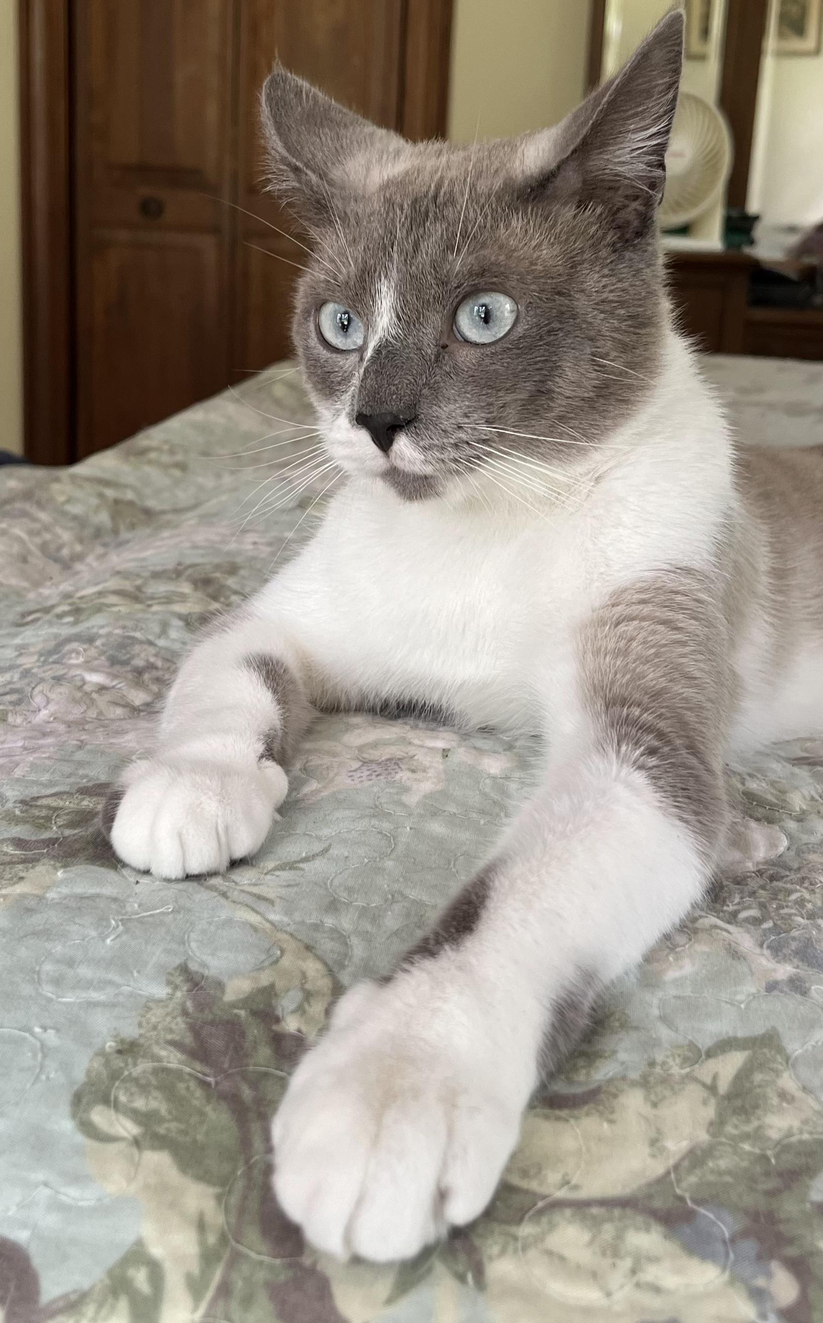 Enlarge DUDE, a ADOPTABLE Siamese in Elgin, SC image 6/6