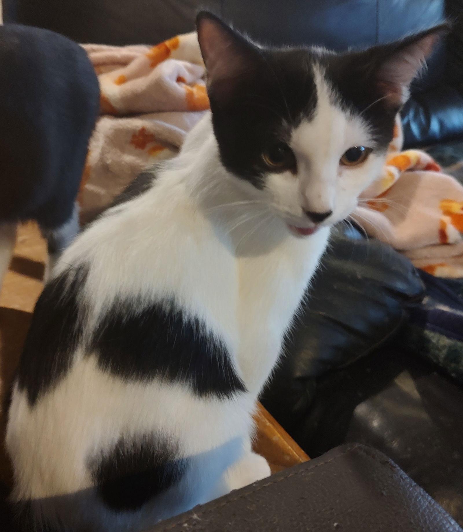 Charlie, Adoptable, Young Male Domestic Short Hair.