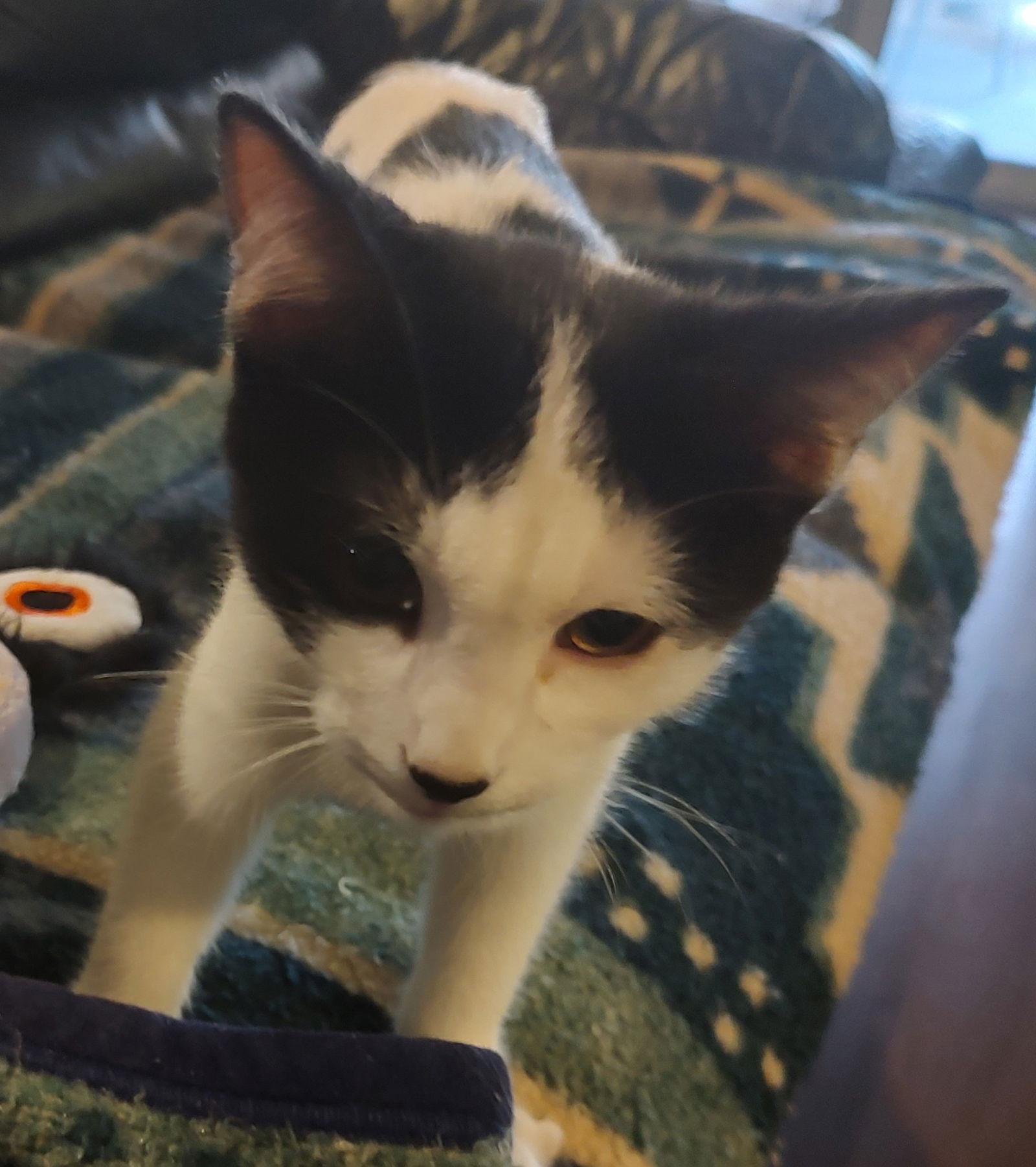 Enlarge Charlie, a Adoptable Domestic Short Hair in Phoenix, AZ image 2/2