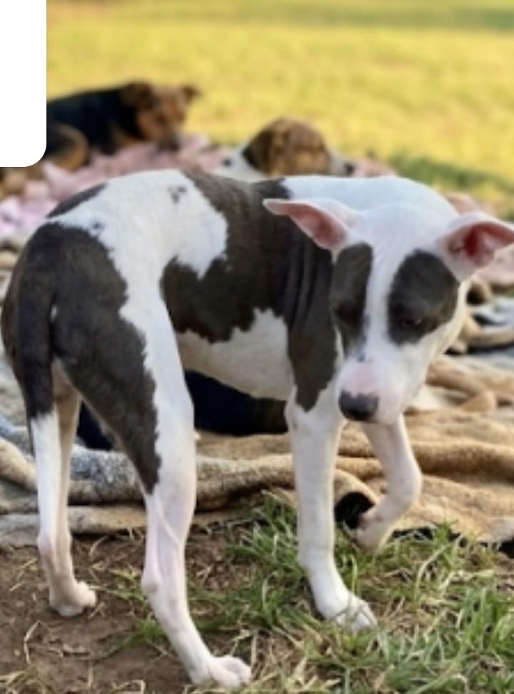 Enlarge Molly, a Adoptable mixed breed in Chula Vista, CA image 2/4