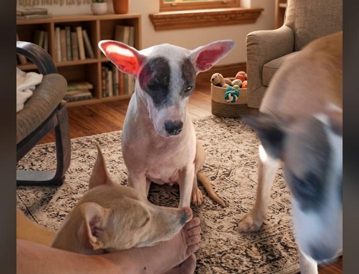 Molly, Adoptable, Adult Female Bull Terrier & Mixed Breed.