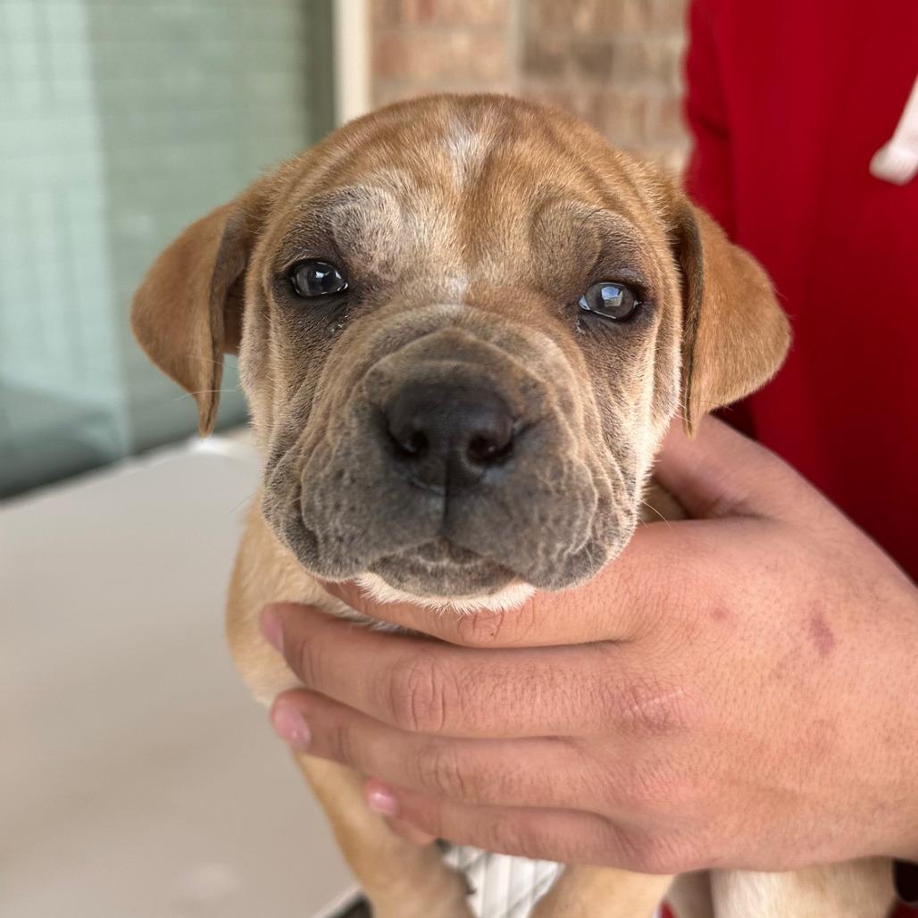 Chuck, Adoptable, Young Male Shar-Pei & Mixed Breed.