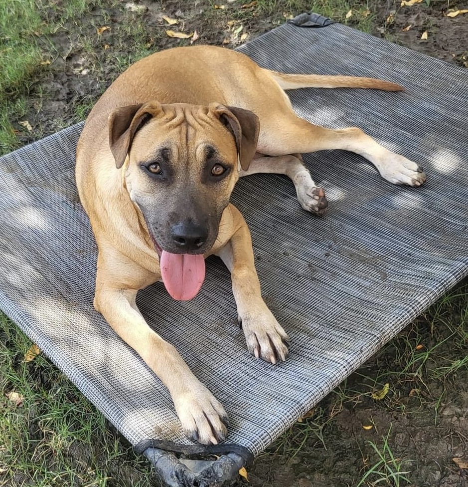 Vermouth (DNA tested!), a Adoptable mixed breed in Benbrook, TX image 2/4