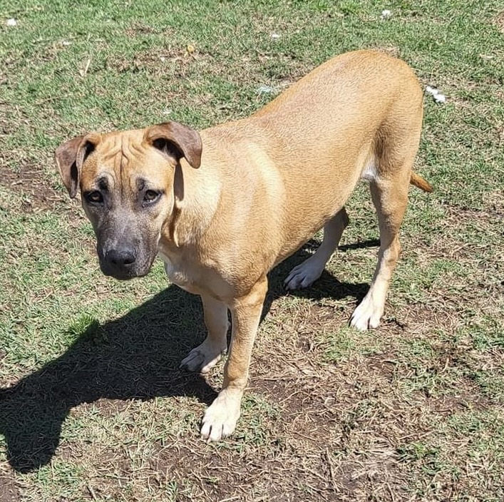 Vermouth (DNA tested!), a Adoptable mixed breed in Benbrook, TX image 3/4