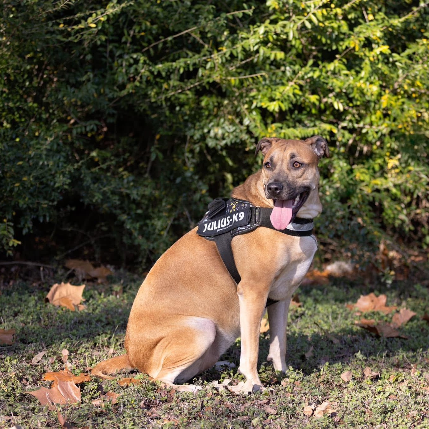 Vermouth (DNA tested!), Adoptable, Young Female American Bulldog & Pit Bull Terrier.