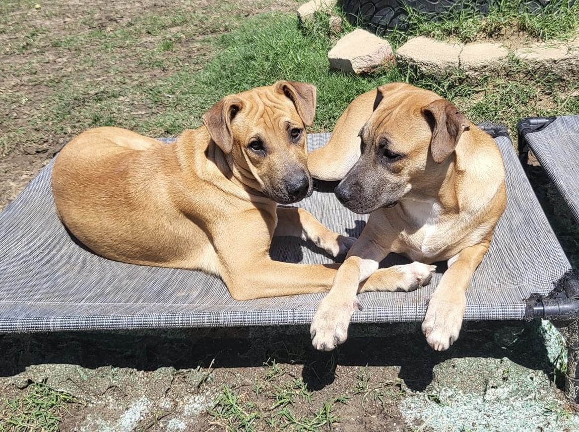 Vermouth (DNA tested!), a Adoptable mixed breed in Benbrook, TX image 4/4