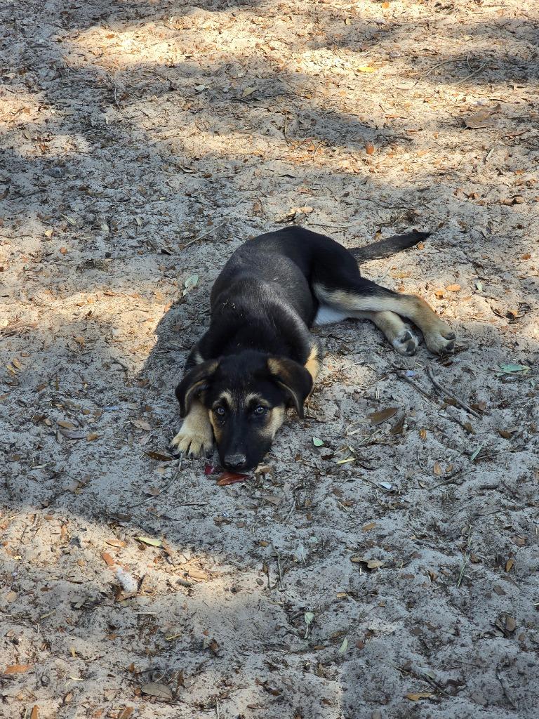 Sage, Adopted, Puppy Female German Shepherd Dog & Australian Shepherd.
