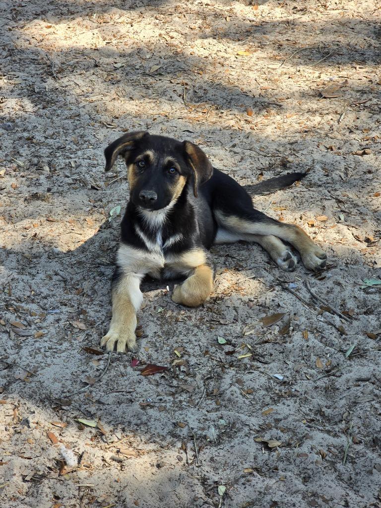 Enlarge Sage, a Adopted mixed breed in Waynesville, GA image 2/3