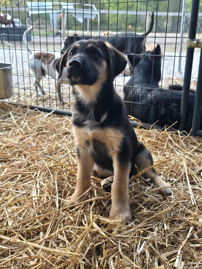 Enlarge Sage, a Adopted mixed breed in Waynesville, GA image 3/3