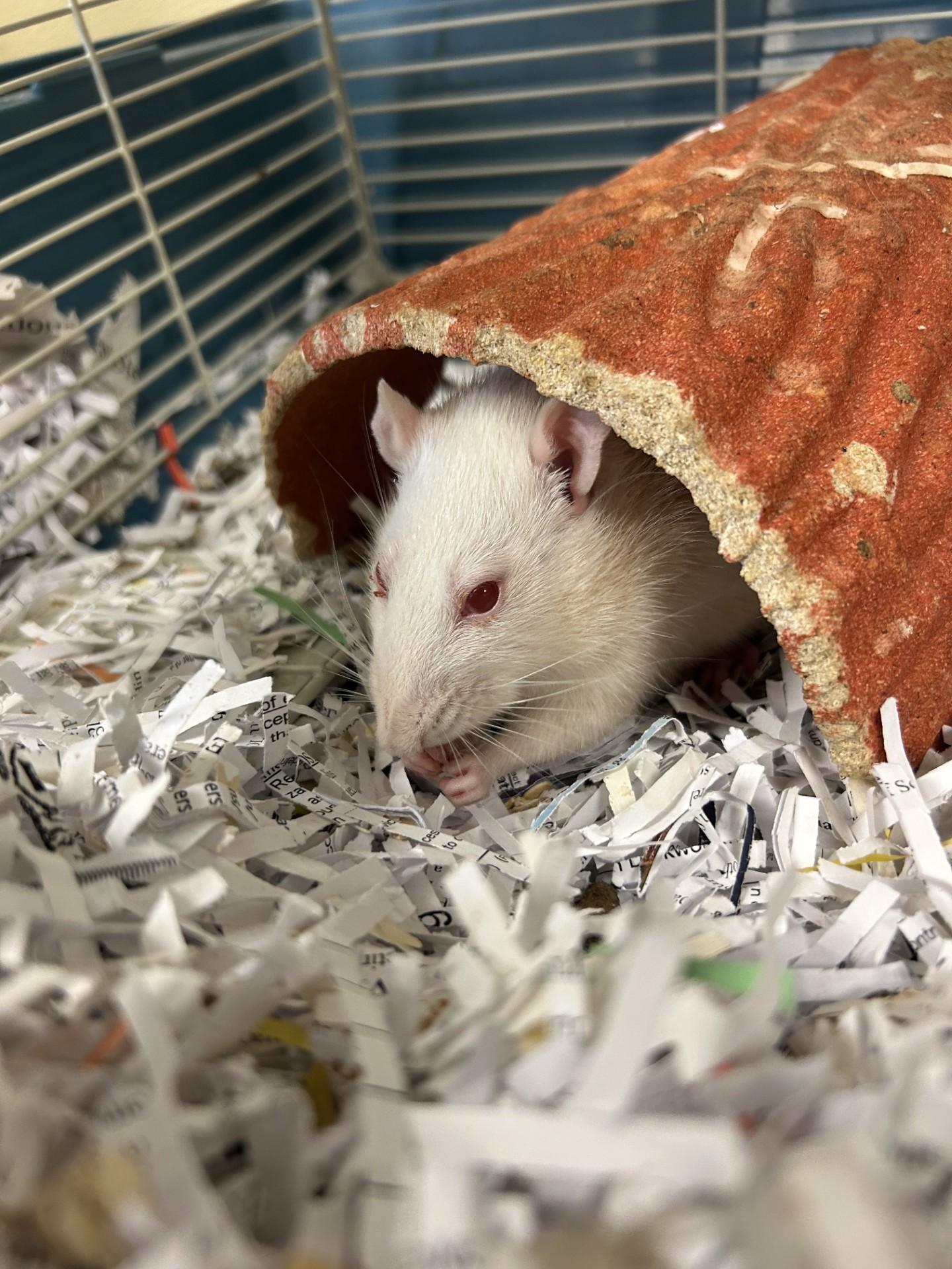 Enlarge Clementine and Apple, a ADOPTABLE Rat in Clayton, NJ image 3/4
