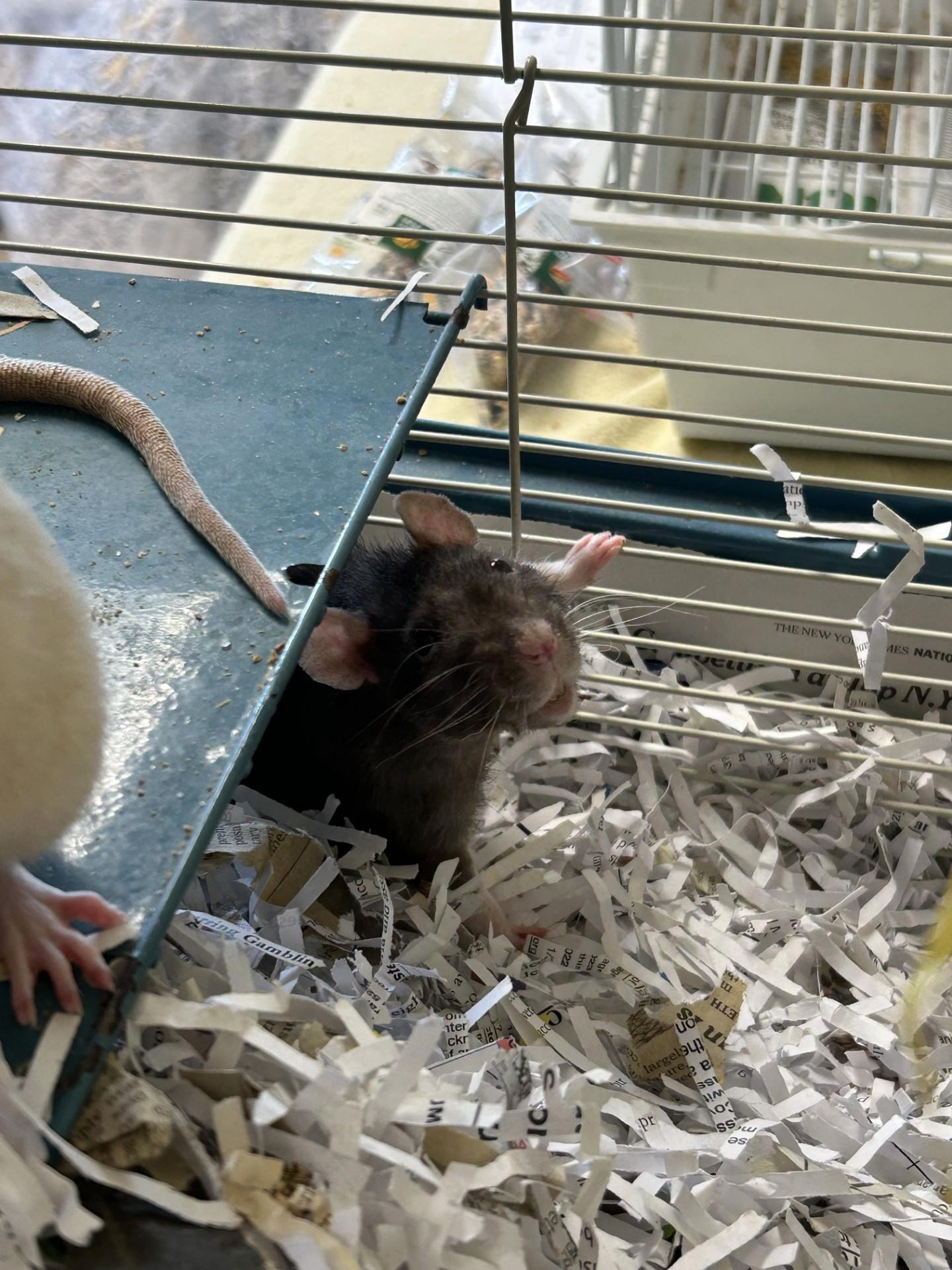 Enlarge Clementine and Apple, a ADOPTABLE Rat in Clayton, NJ image 4/4