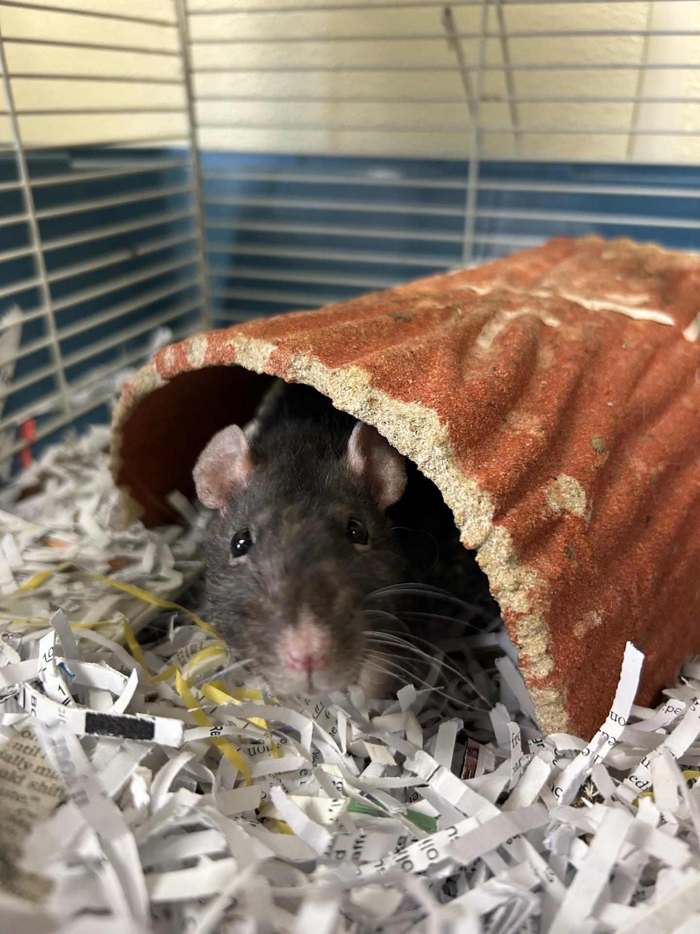 Enlarge Clementine and Apple, a ADOPTABLE Rat in Clayton, NJ image 1/4