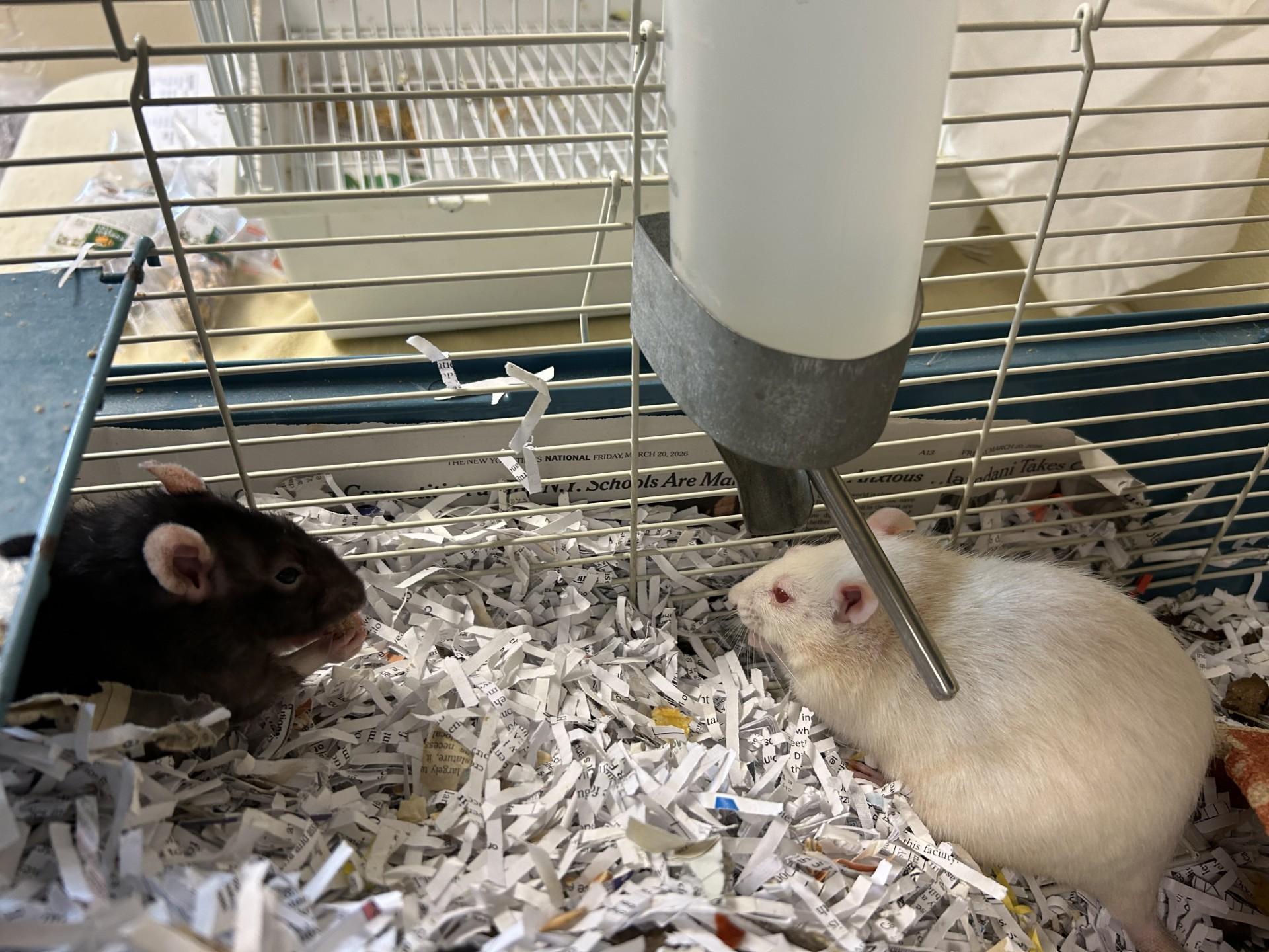 Enlarge Clementine and Apple, a ADOPTABLE Rat in Clayton, NJ image 2/4