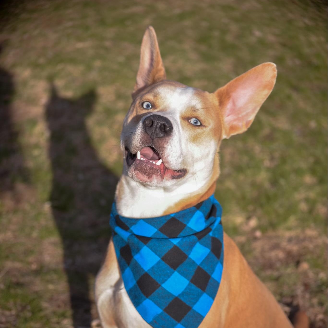 Bambi Courtesy Listed, ADOPTABLE, Young Male Husky.