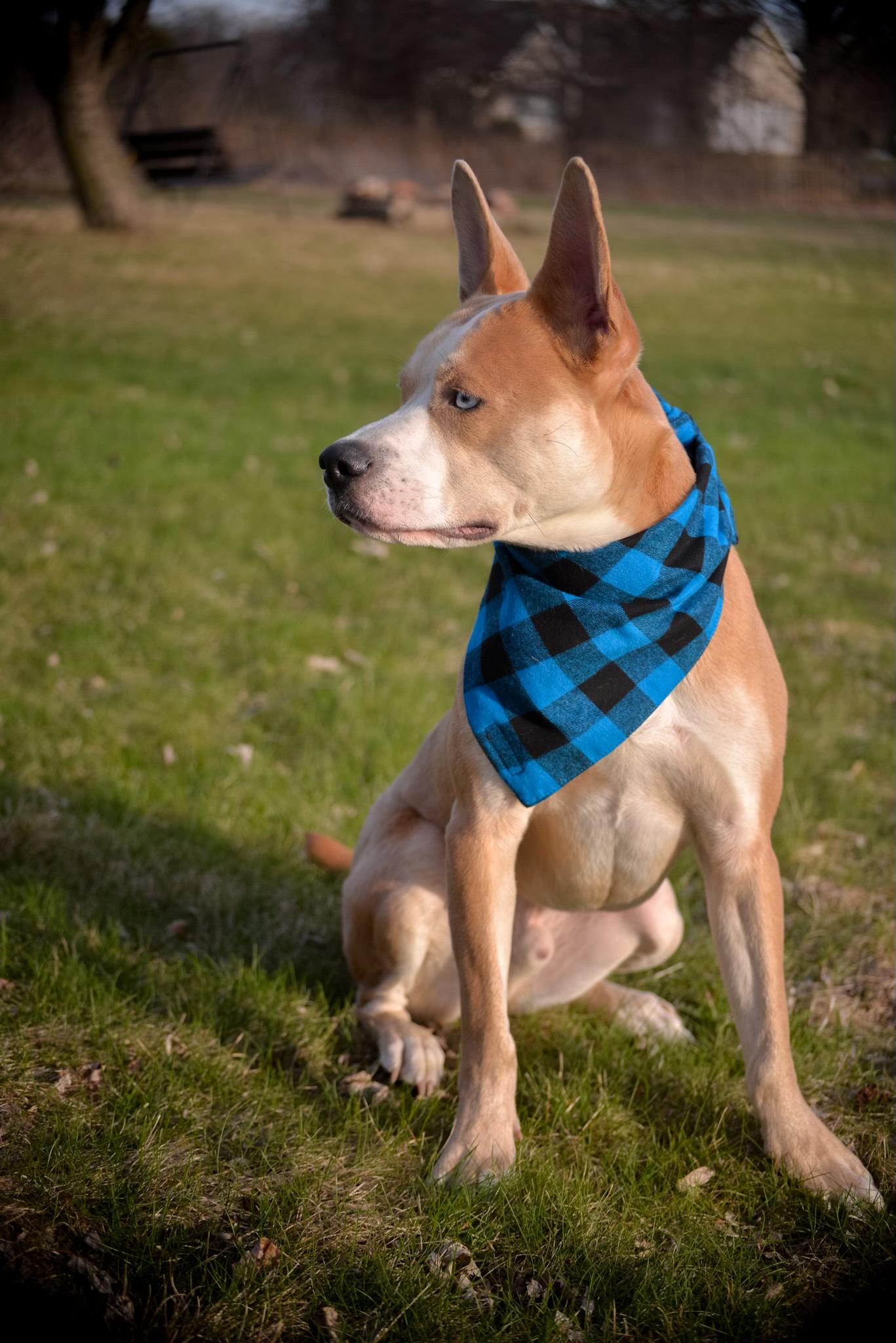 Enlarge Bambi Courtesy Listed, a ADOPTABLE mixed breed in Midland, MI image 3/5