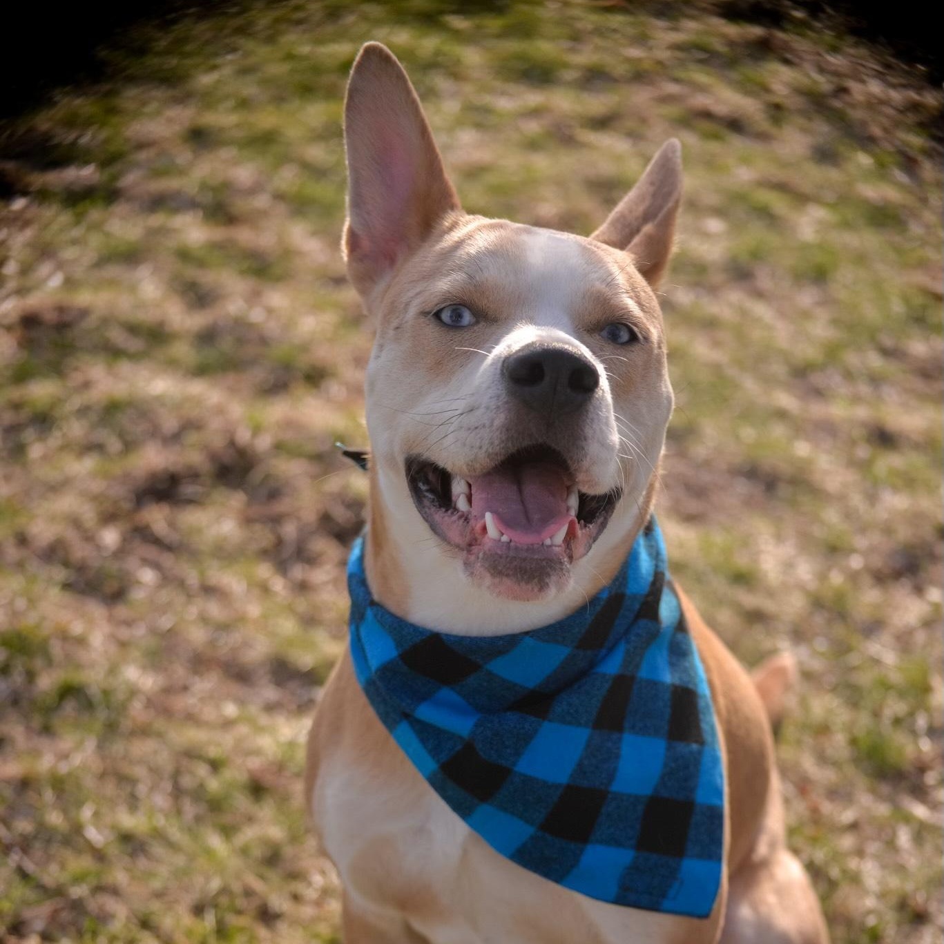 Enlarge Bambi Courtesy Listed, a ADOPTABLE mixed breed in Midland, MI image 2/5