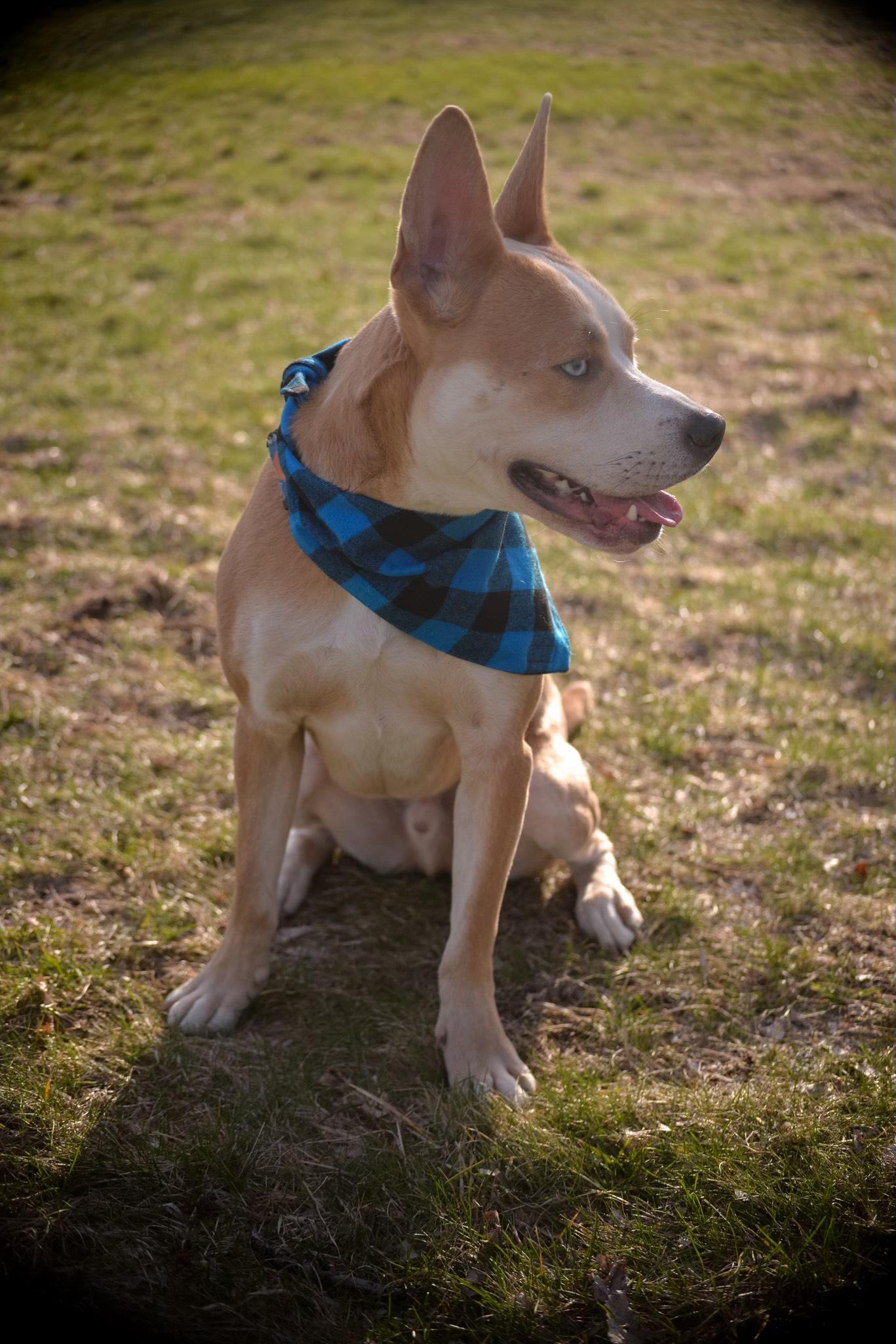 Enlarge Bambi Courtesy Listed, a ADOPTABLE mixed breed in Midland, MI image 5/5