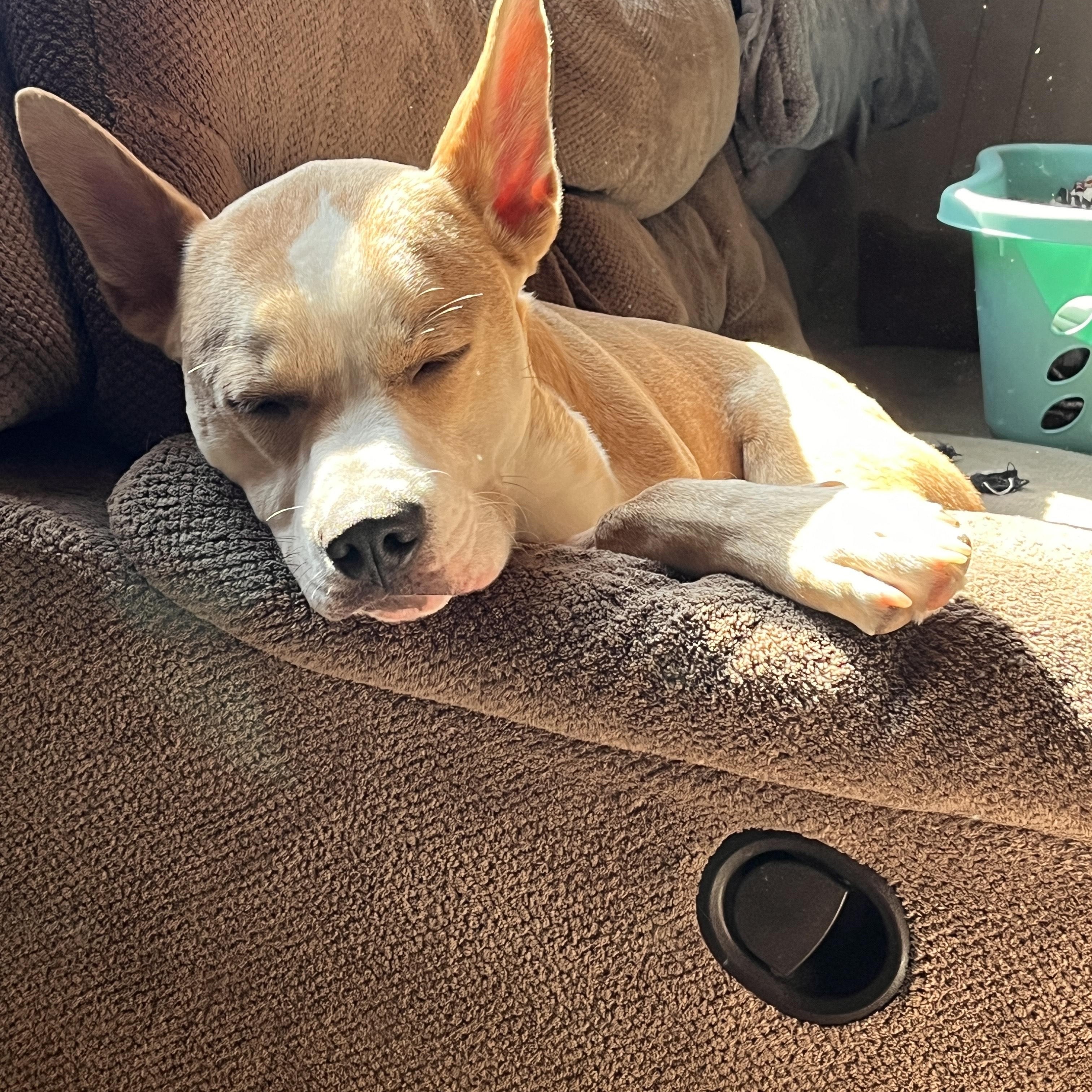 Enlarge Bambi Courtesy Listed, a ADOPTABLE mixed breed in Midland, MI image 4/5