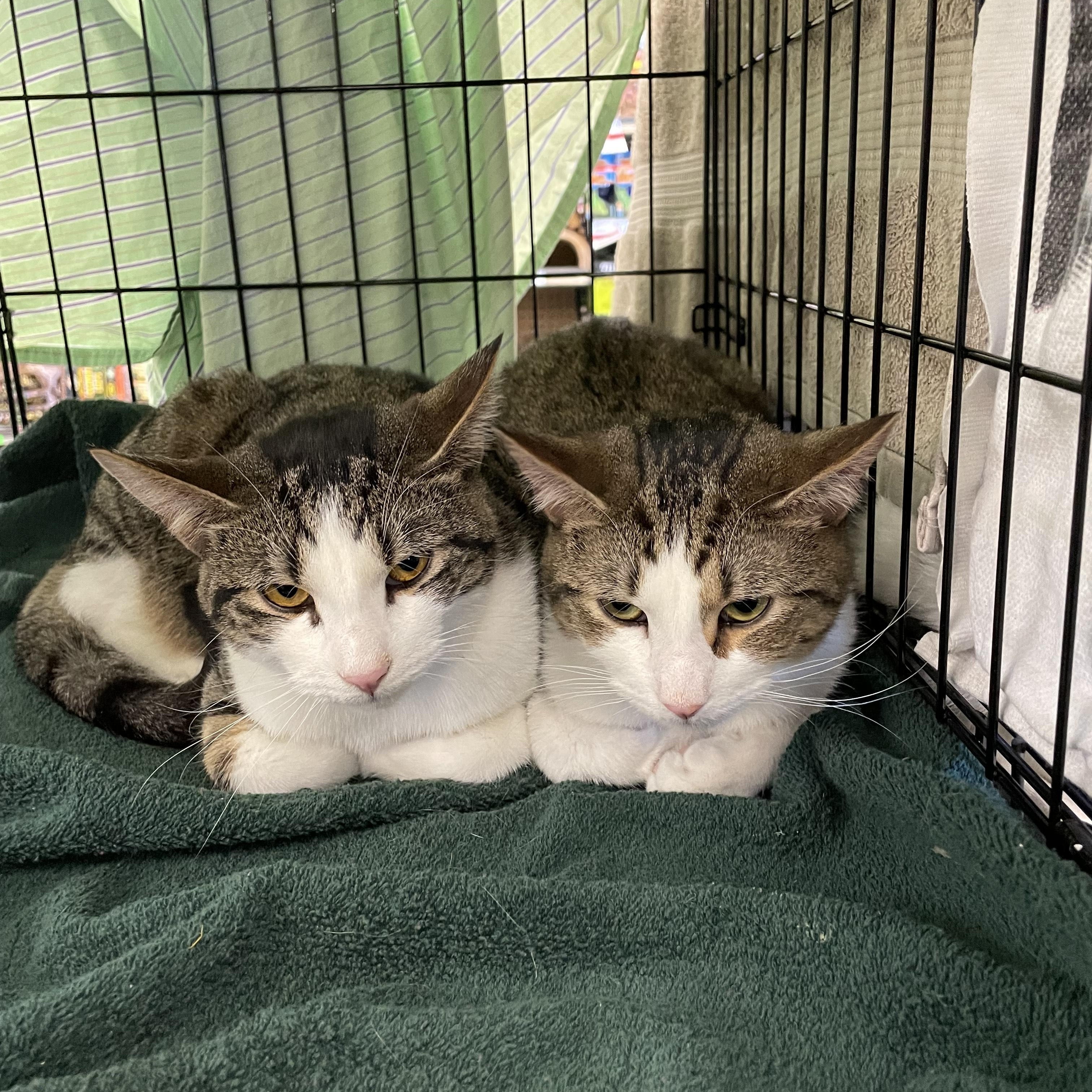 Lulu & Vicki, Adoptable, Young Female Domestic Short Hair.