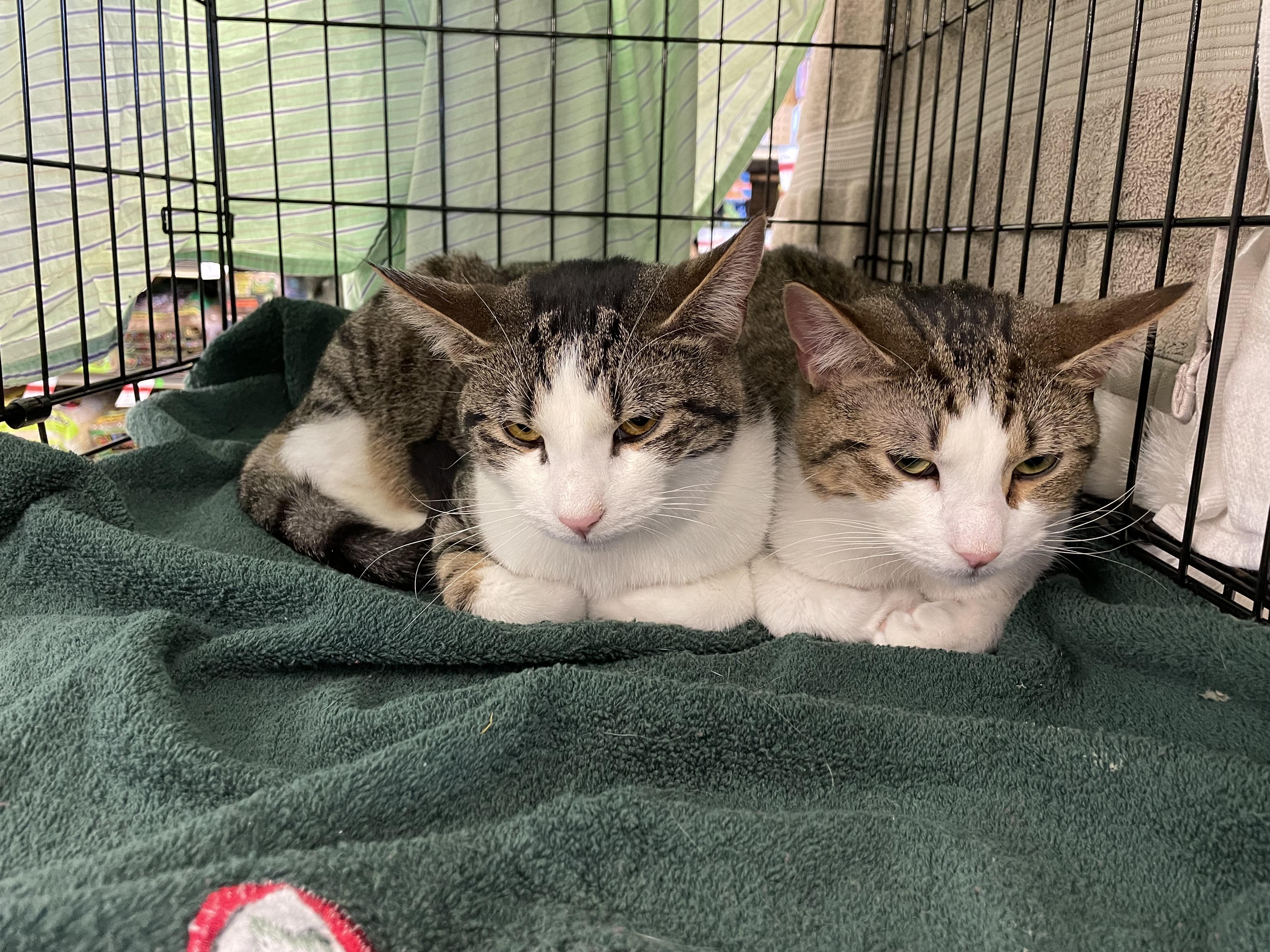 Lulu & Vicki, a Adoptable mixed breed in Pompton Lakes, NJ image 2/6