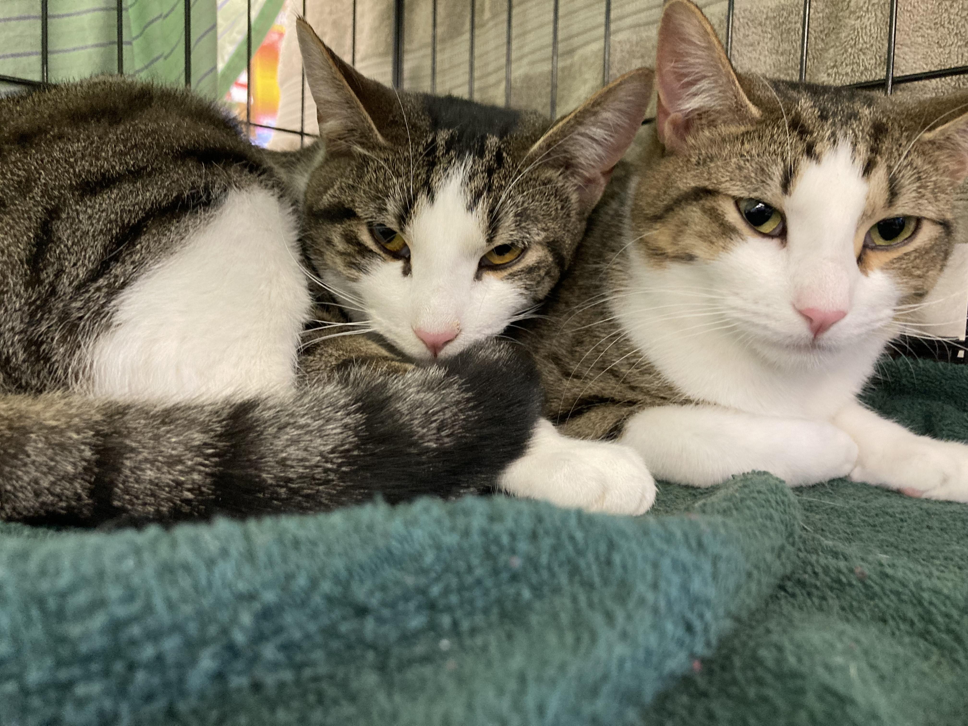 Lulu & Vicki, a Adoptable mixed breed in Pompton Lakes, NJ image 3/6