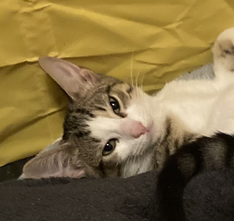 Lulu & Vicki, a Adoptable mixed breed in Pompton Lakes, NJ image 6/6