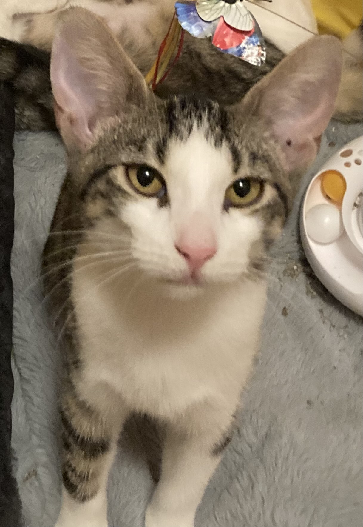 Lulu & Vicki, a Adoptable mixed breed in Pompton Lakes, NJ image 5/6